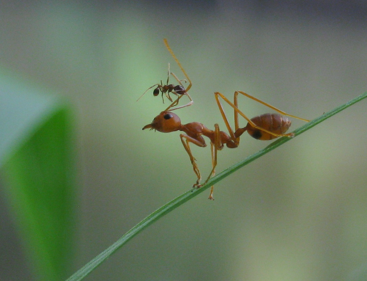 Canon PowerShot A495 sample photo. Ant and the ant.. photography