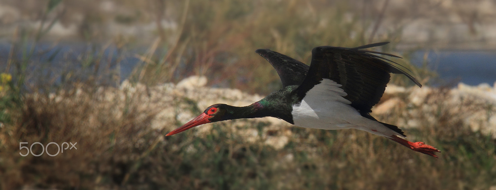 Canon EOS 7D sample photo. The black stork (ciconia nigra) photography