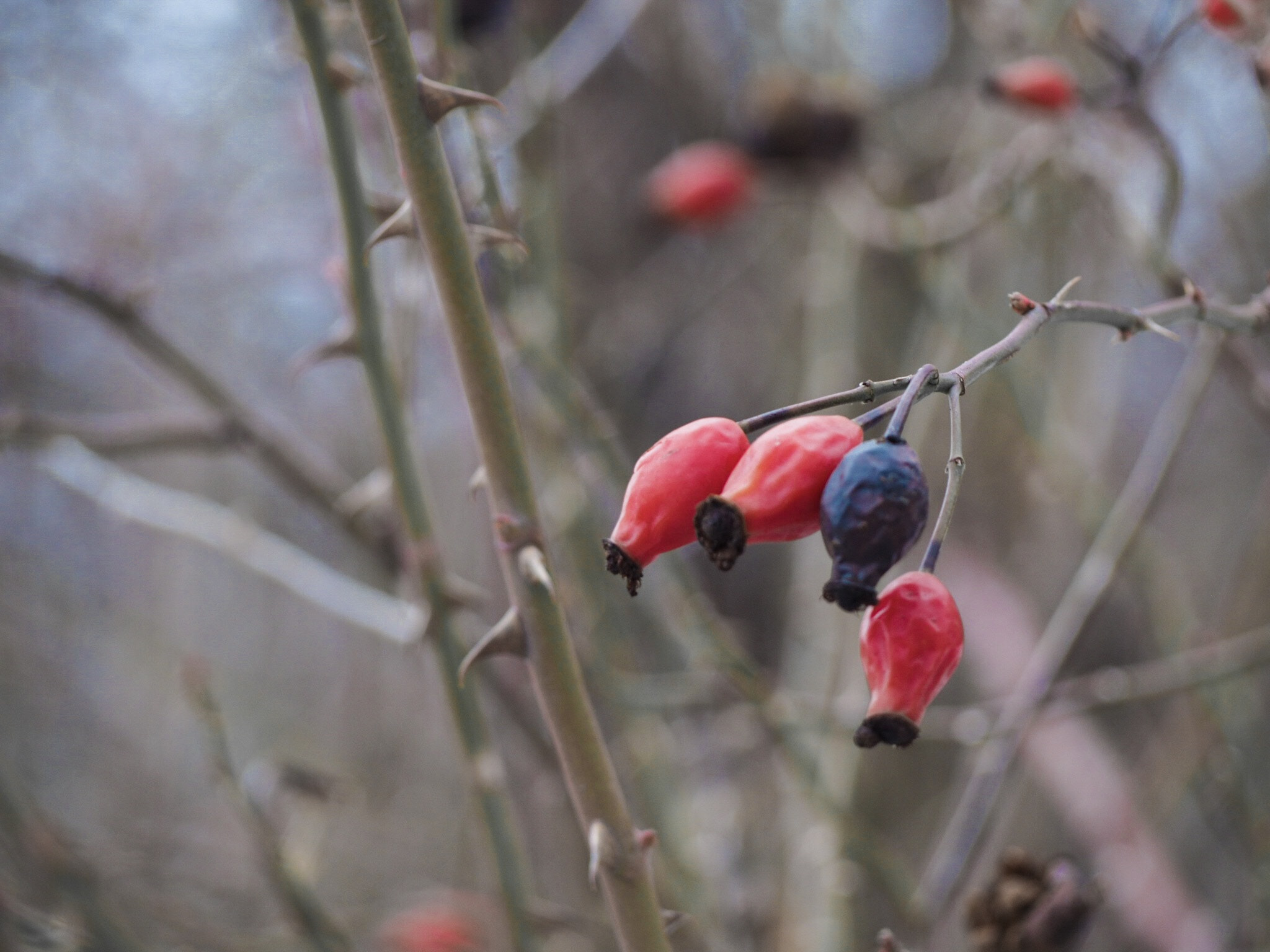 Olympus OM-D E-M10 II sample photo