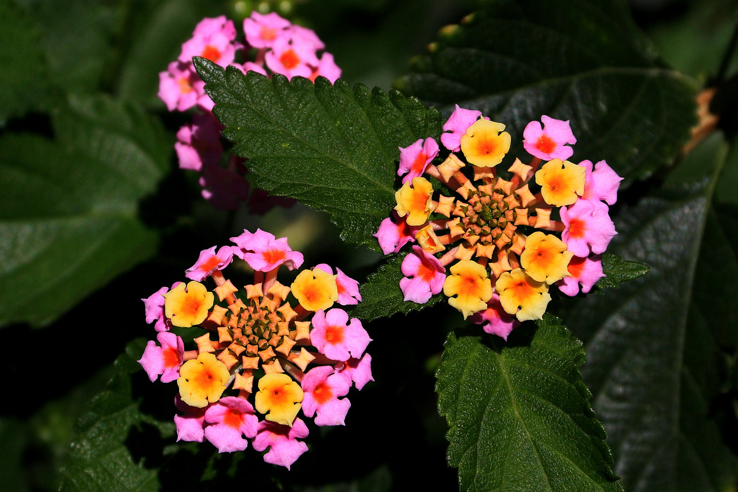 Canon EOS 450D (EOS Rebel XSi / EOS Kiss X2) sample photo. Colorful flowers photography