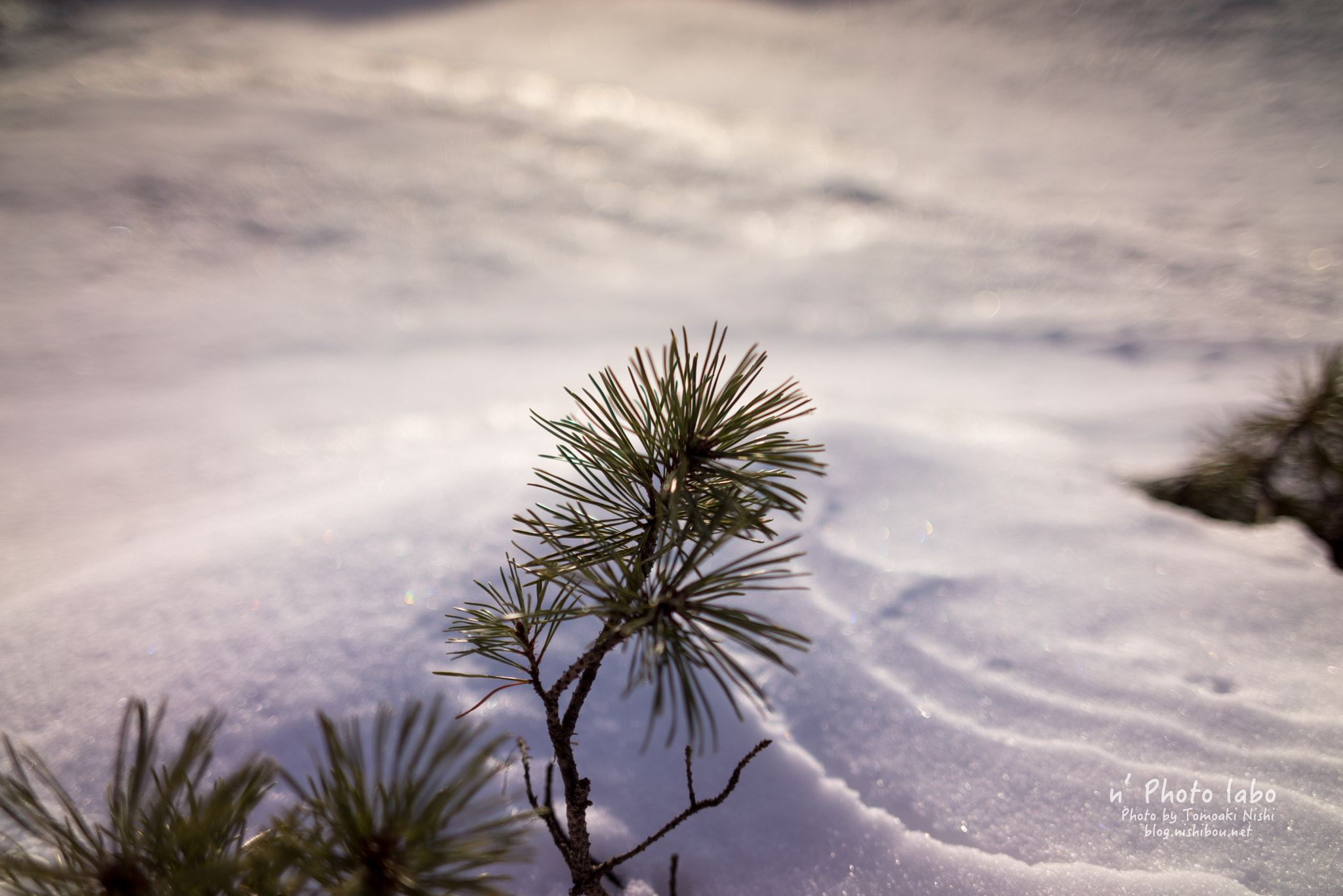 Sony a7R + E 35mm F2 sample photo. 春待ち photography