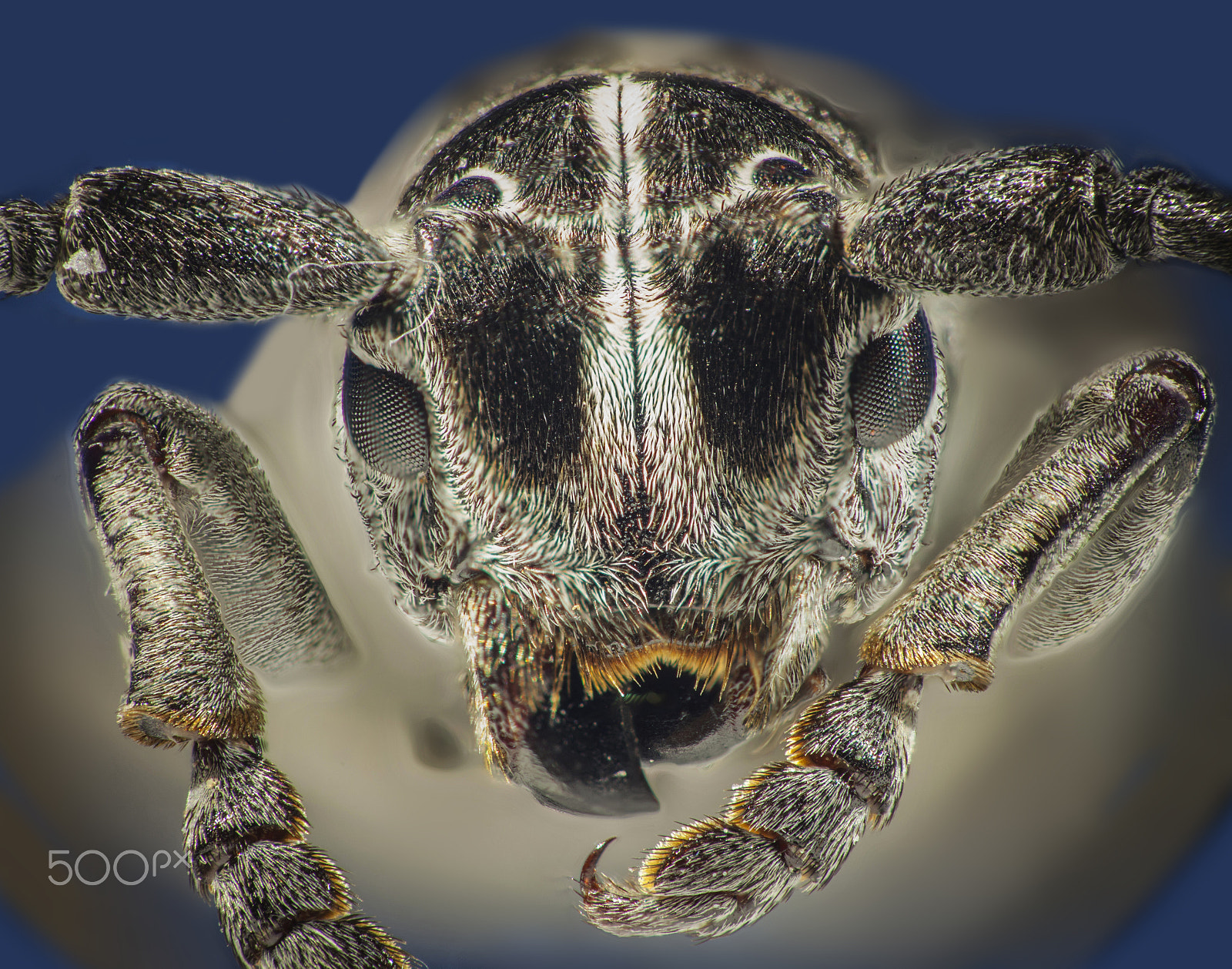 Sigma APO Macro 150mm f/2.8 EX DG HSM sample photo. Extreme macro photography