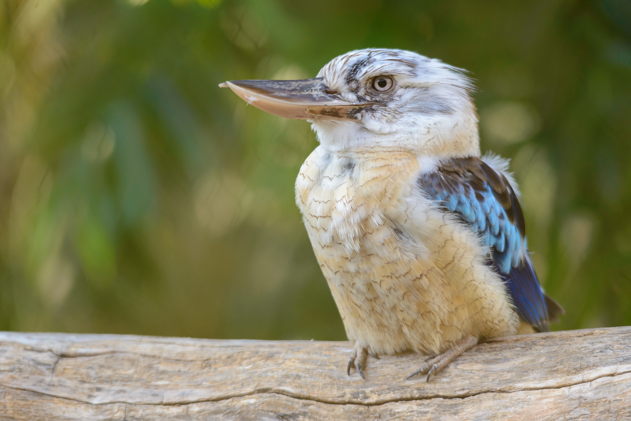 Nikon D600 sample photo. Blue-winged kookaburra photography