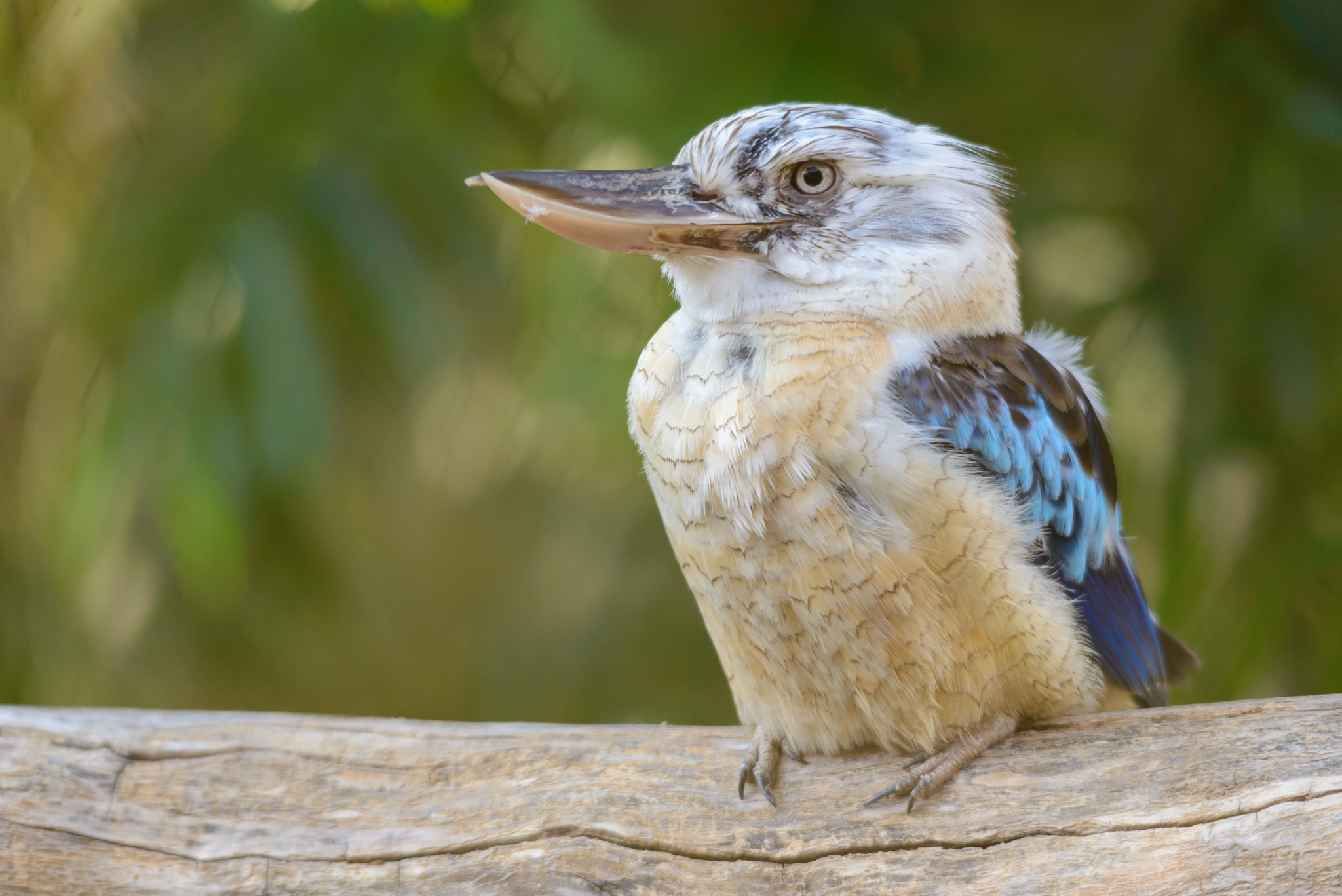 Nikon D600 + Sigma 150-500mm F5-6.3 DG OS HSM sample photo. Blue-winged kookaburra photography