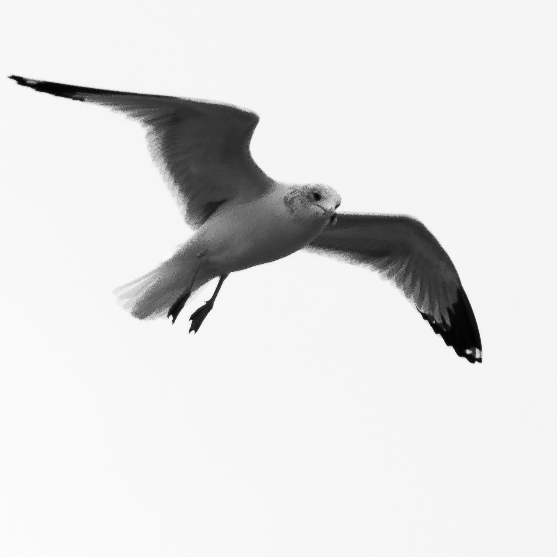 Sony E PZ 18-105mm F4 G OSS sample photo. Soar photography