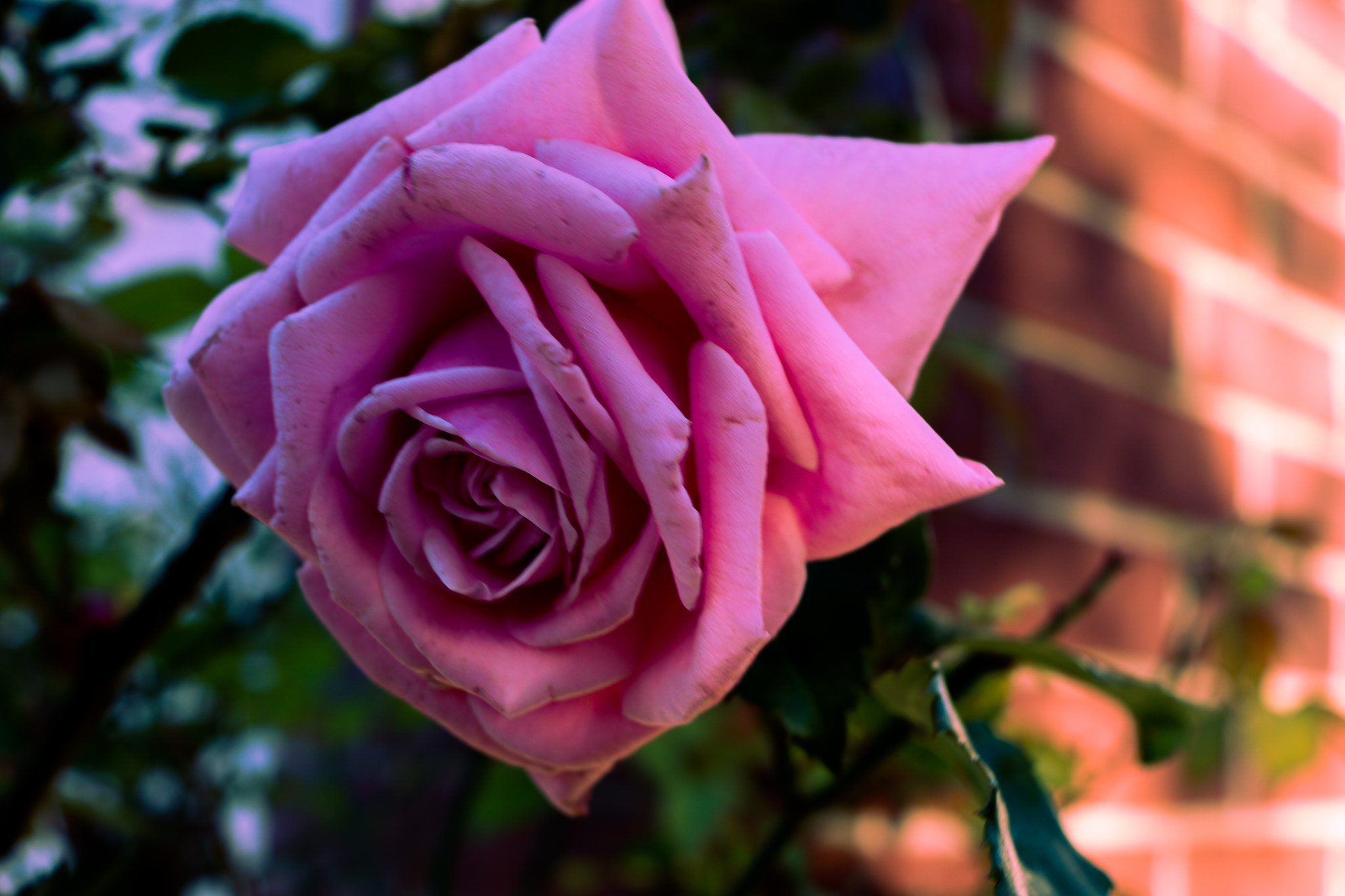 Canon EOS M5 sample photo. Flor photography