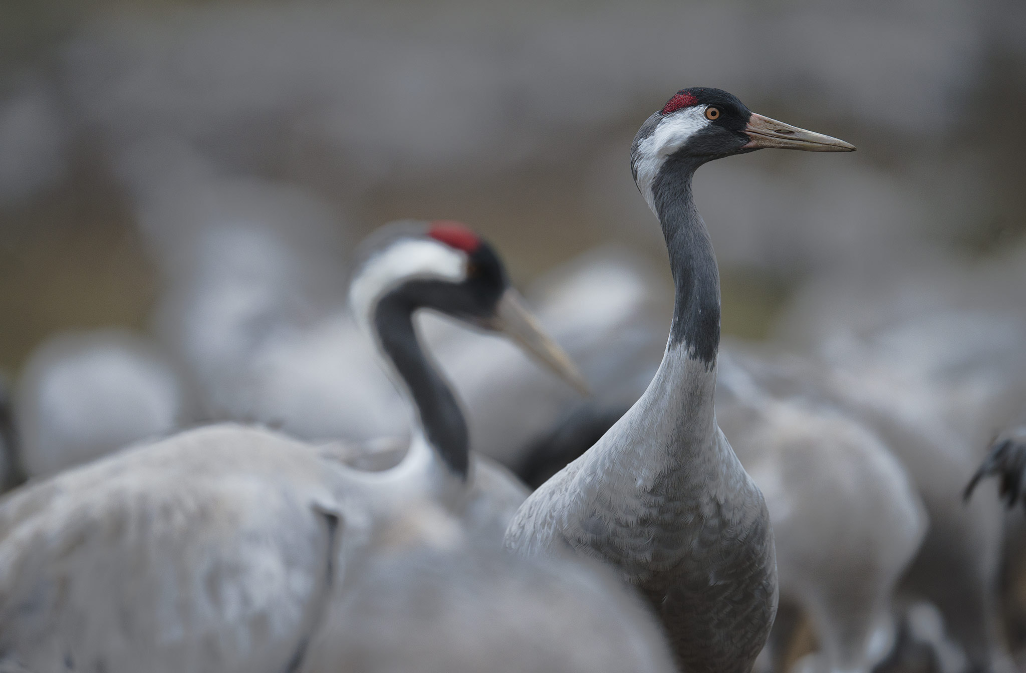 Nikon D800 + Nikon AF-S Nikkor 500mm F4E FL ED VR sample photo. Grue cendrée (grus grus) photography