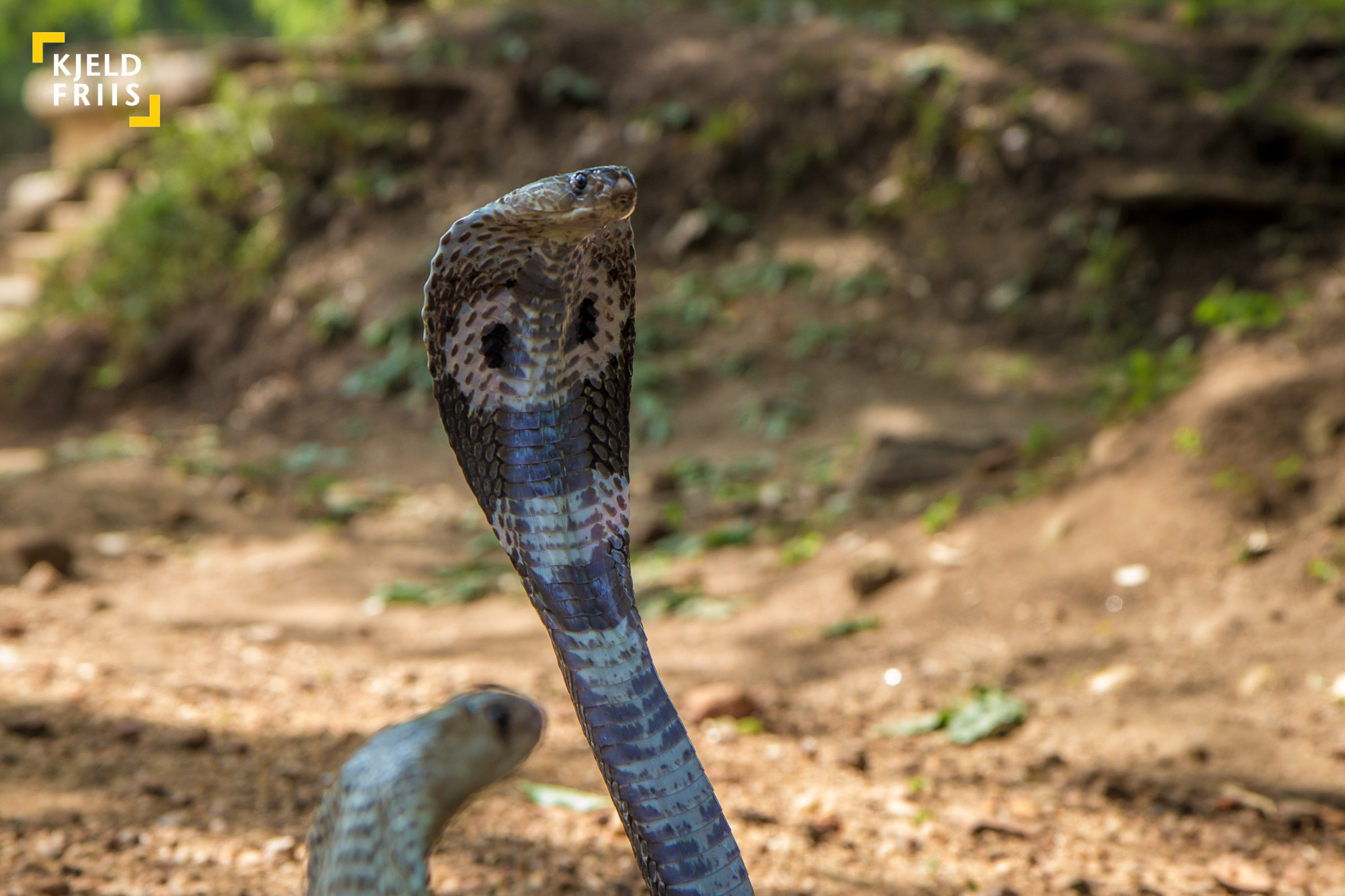 Canon EOS 600D (Rebel EOS T3i / EOS Kiss X5) sample photo. Indian cobra, naja naja photography