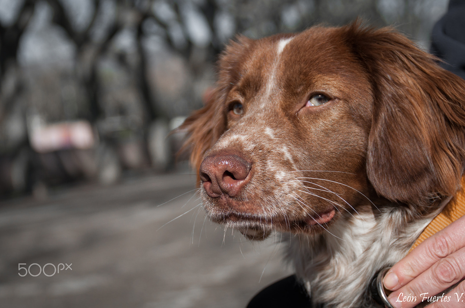 Nikon D5000 sample photo. Temis. photography
