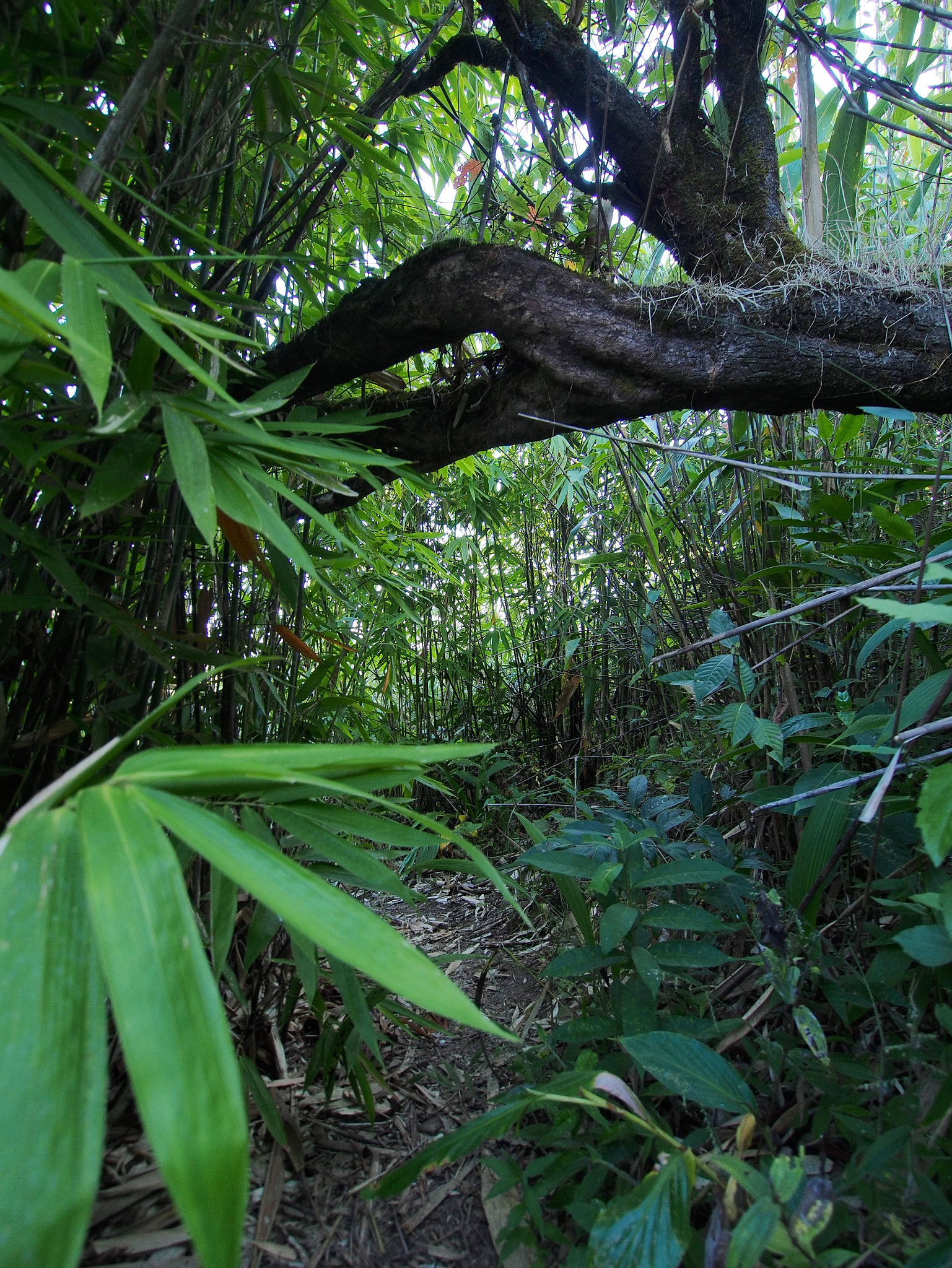 Olympus OM-D E-M5 + OLYMPUS M.9-18mm F4.0-5.6 sample photo. Jungle path photography