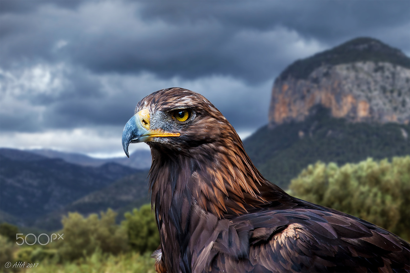 Canon EF 100-400mm F4.5-5.6L IS USM sample photo. The eagle photography