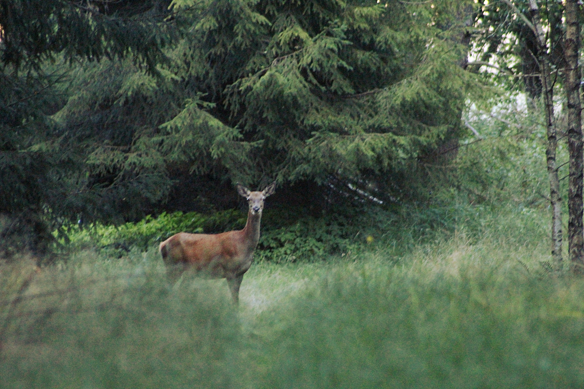 Canon EF 75-300mm f/4-5.6 USM sample photo. Cervus elaphus photography
