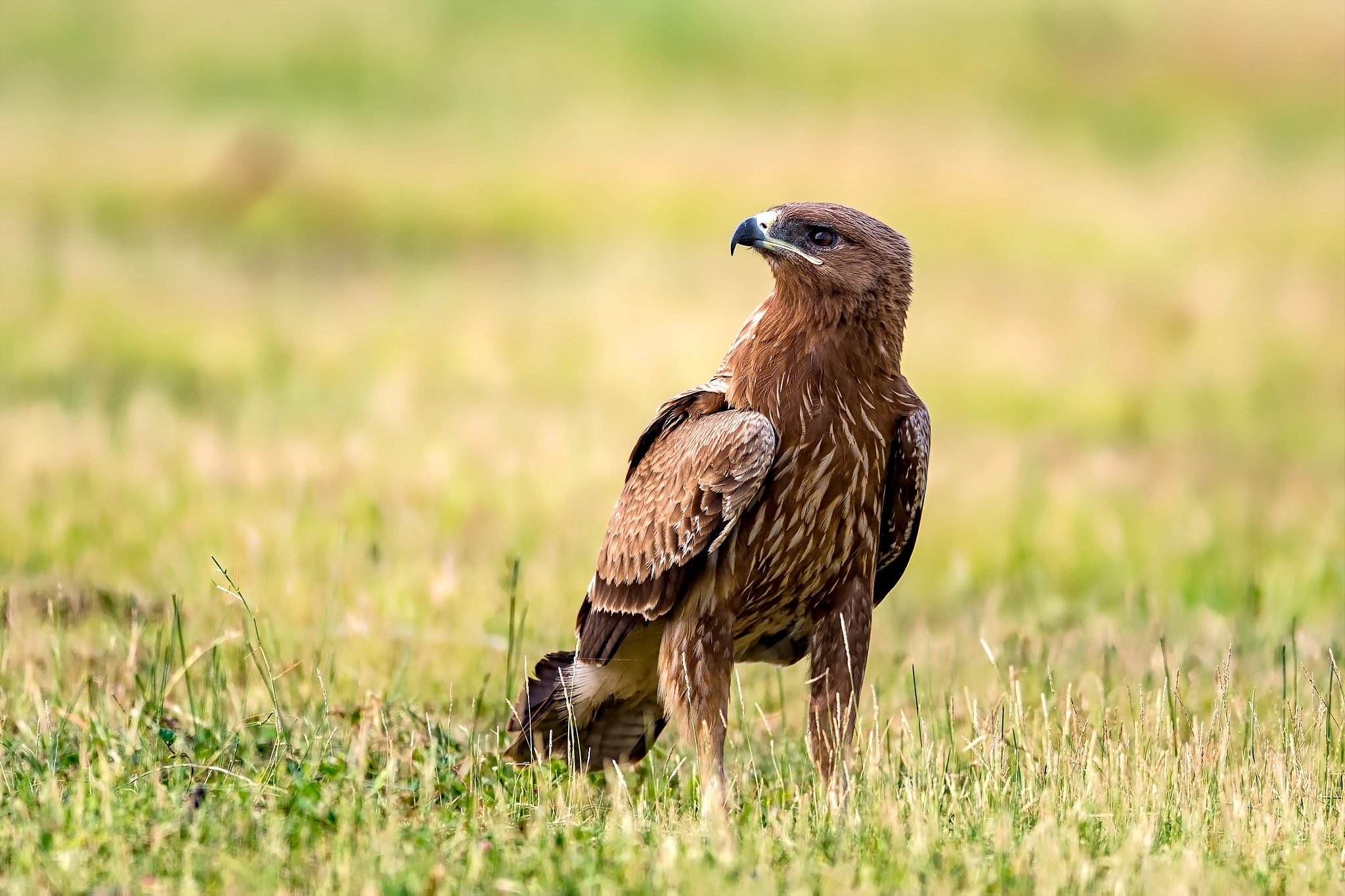 Nikon D4S sample photo. Indian spotted eagle. photography