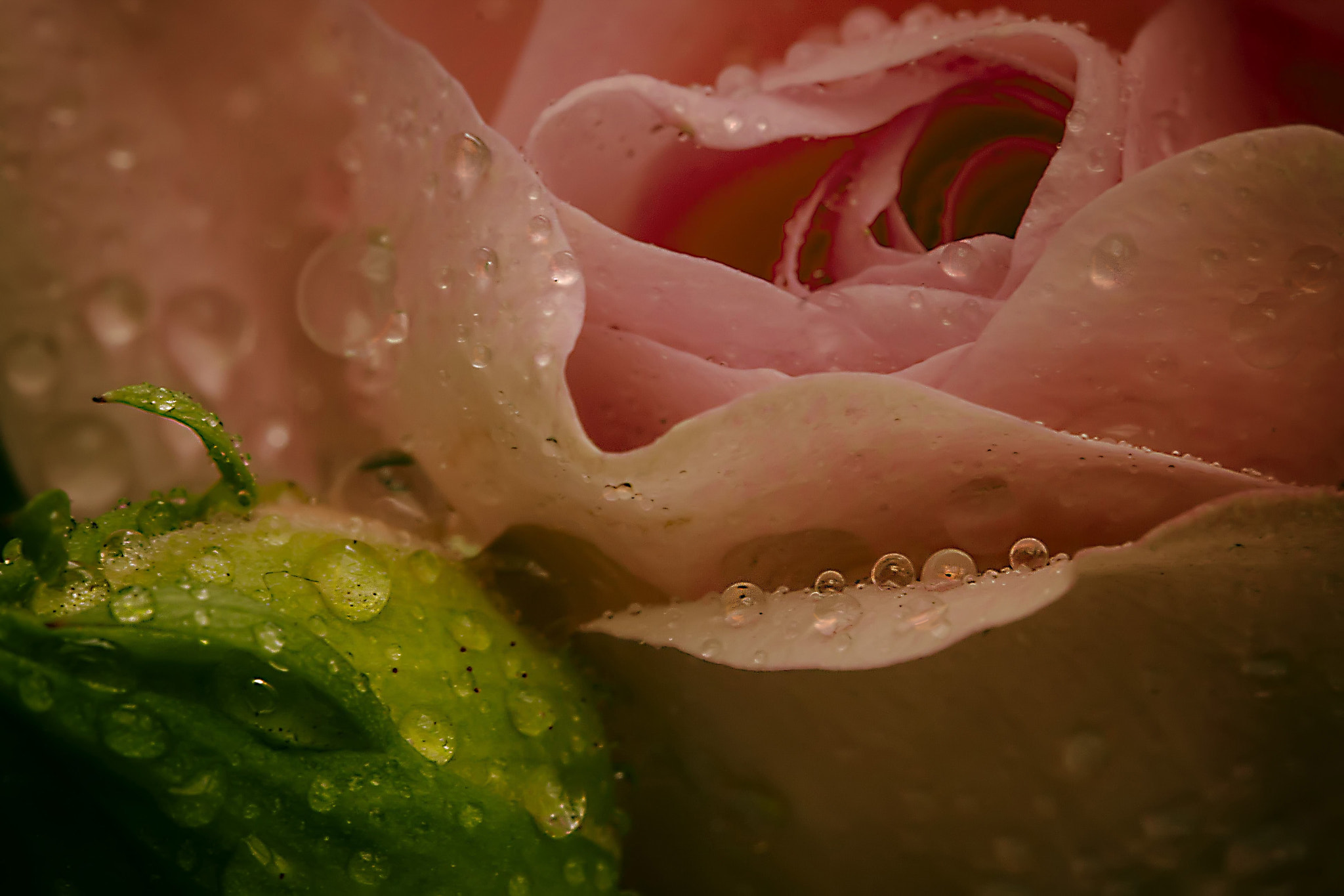 Canon EF 100mm F2.8 Macro USM sample photo. I have a soft heart photography