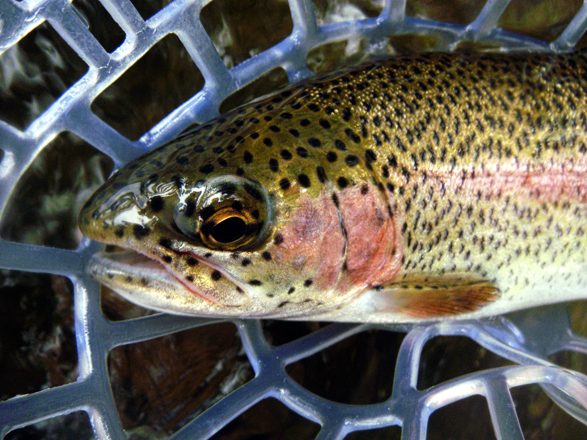 Olympus X560WP sample photo. Rainbow trout photography