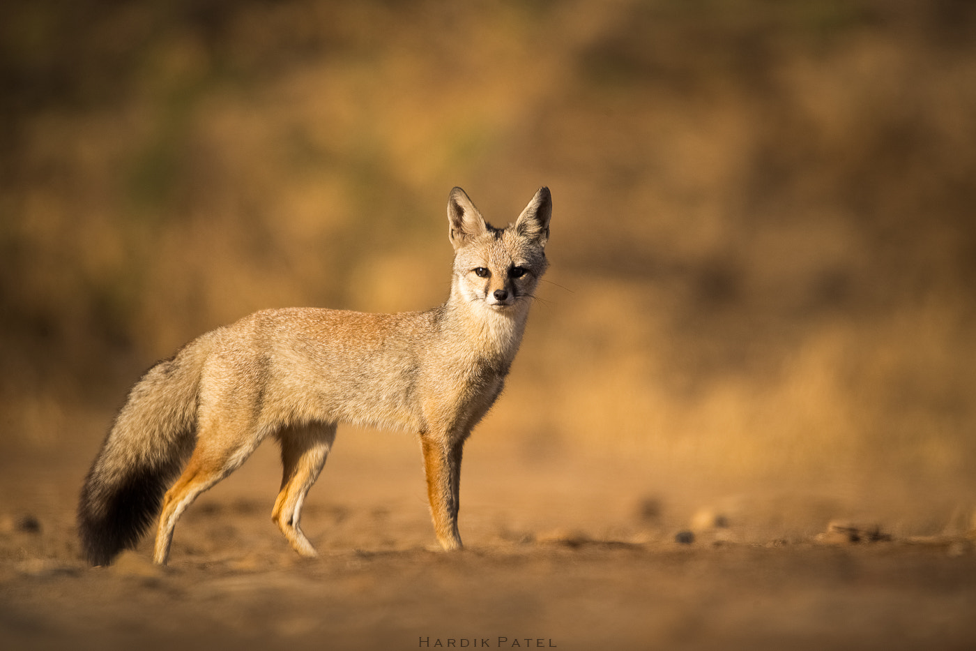 Nikon D5 sample photo. Indian fox photography
