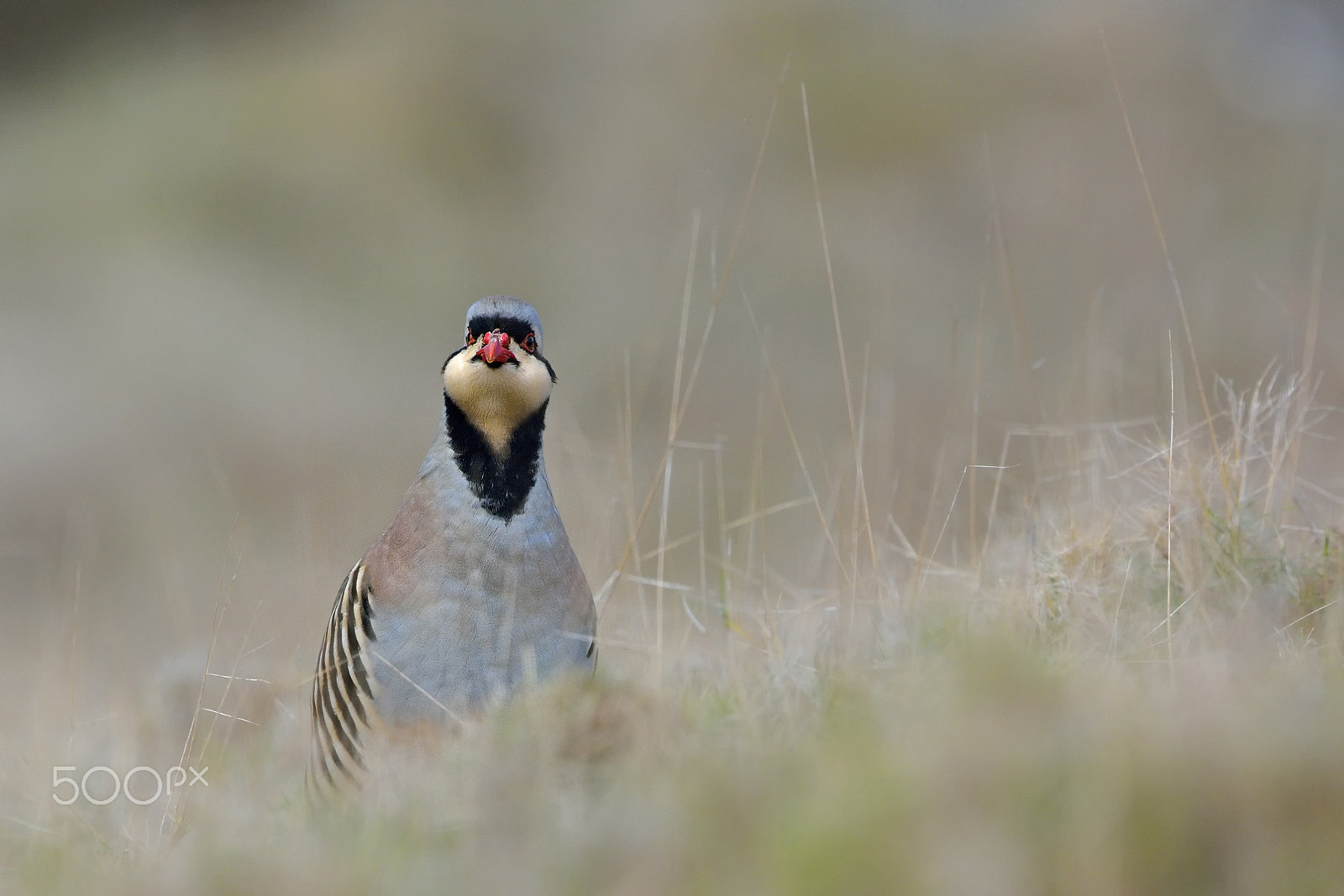 Nikon D7100 + Nikon AF-S Nikkor 500mm F4G ED VR sample photo. Chukar partridge photography