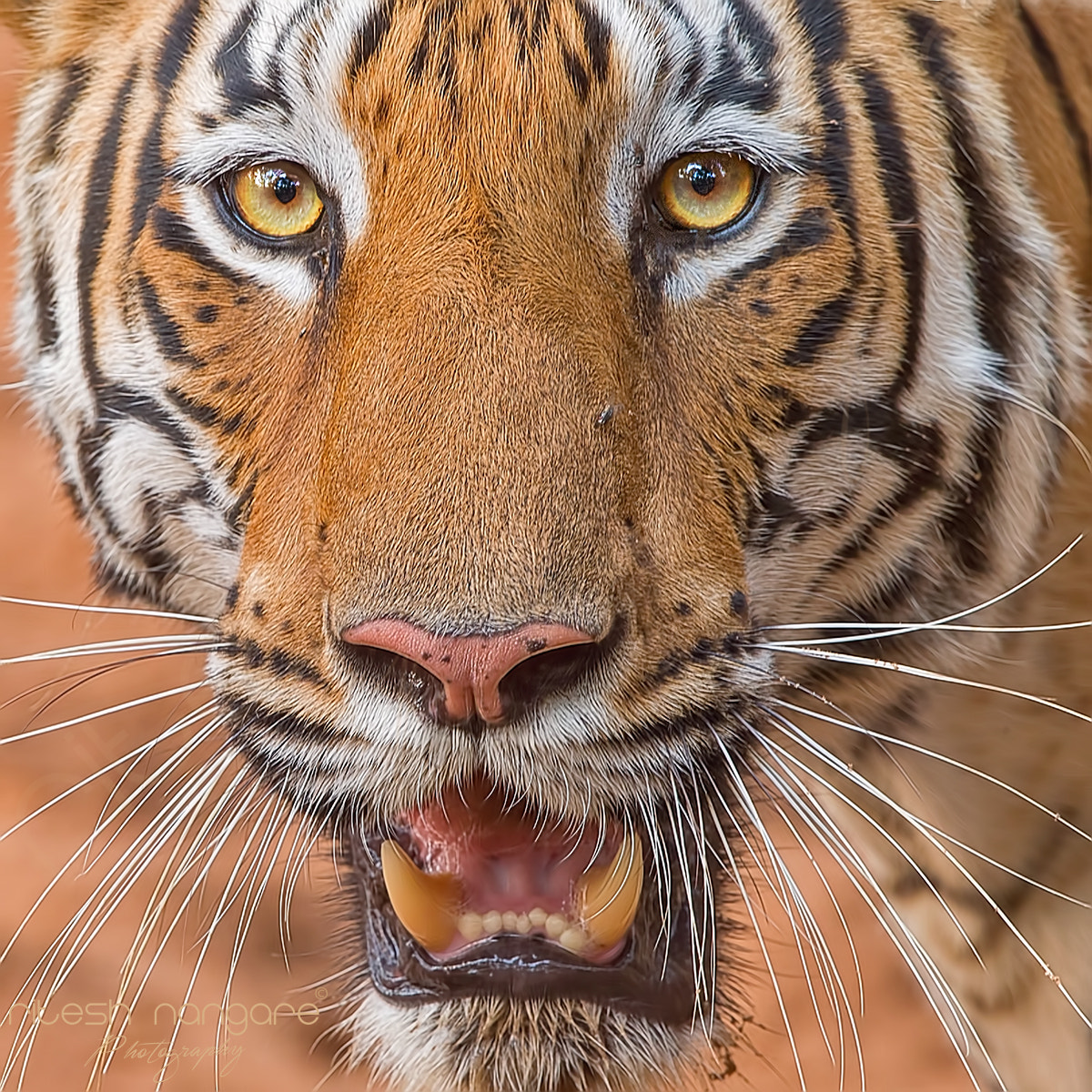 Canon EF 500mm F4L IS II USM sample photo. Portrait of kuwani female ....... photography