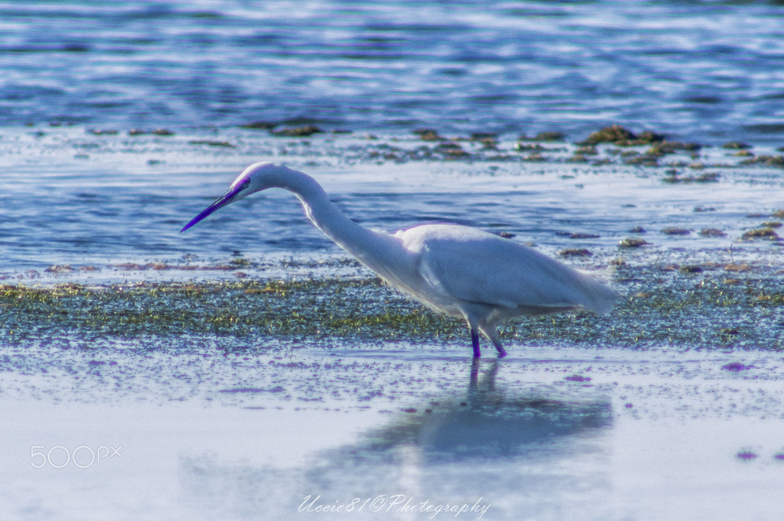 Sony 75-300mm F4.5-5.6 sample photo. In the lagoon - orbetello photography
