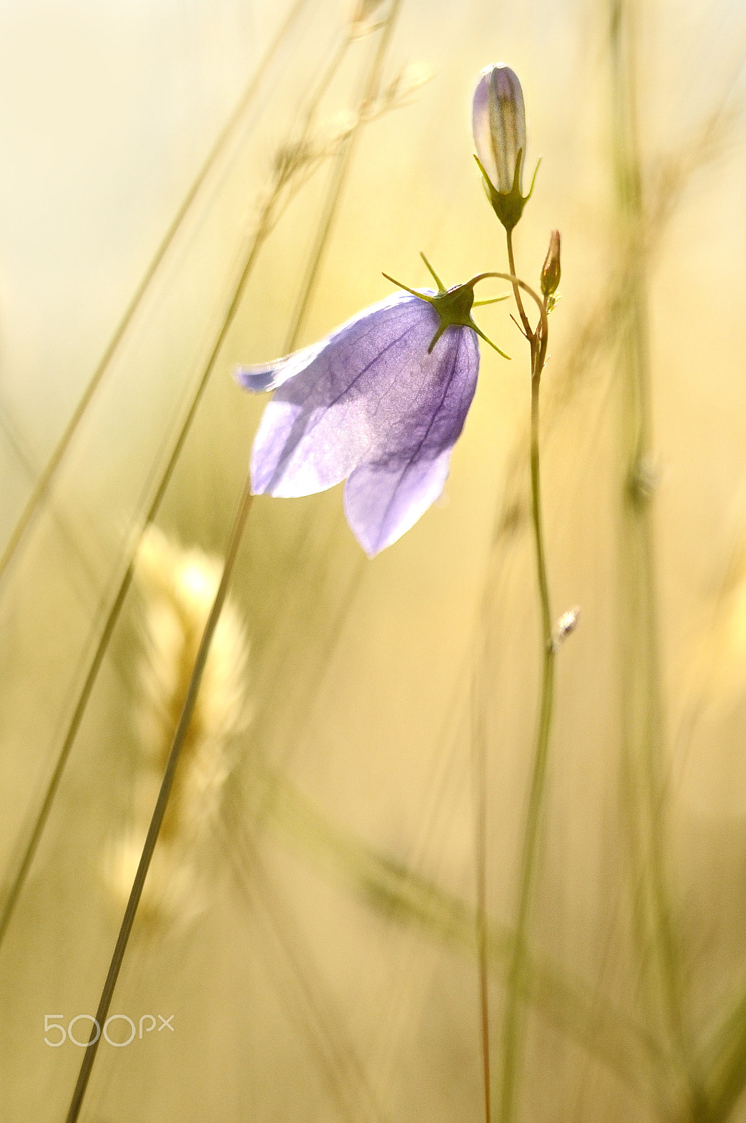 Nikon D300 + Sigma 150mm F2.8 EX DG Macro HSM sample photo. Glockenblume |  bell flower photography