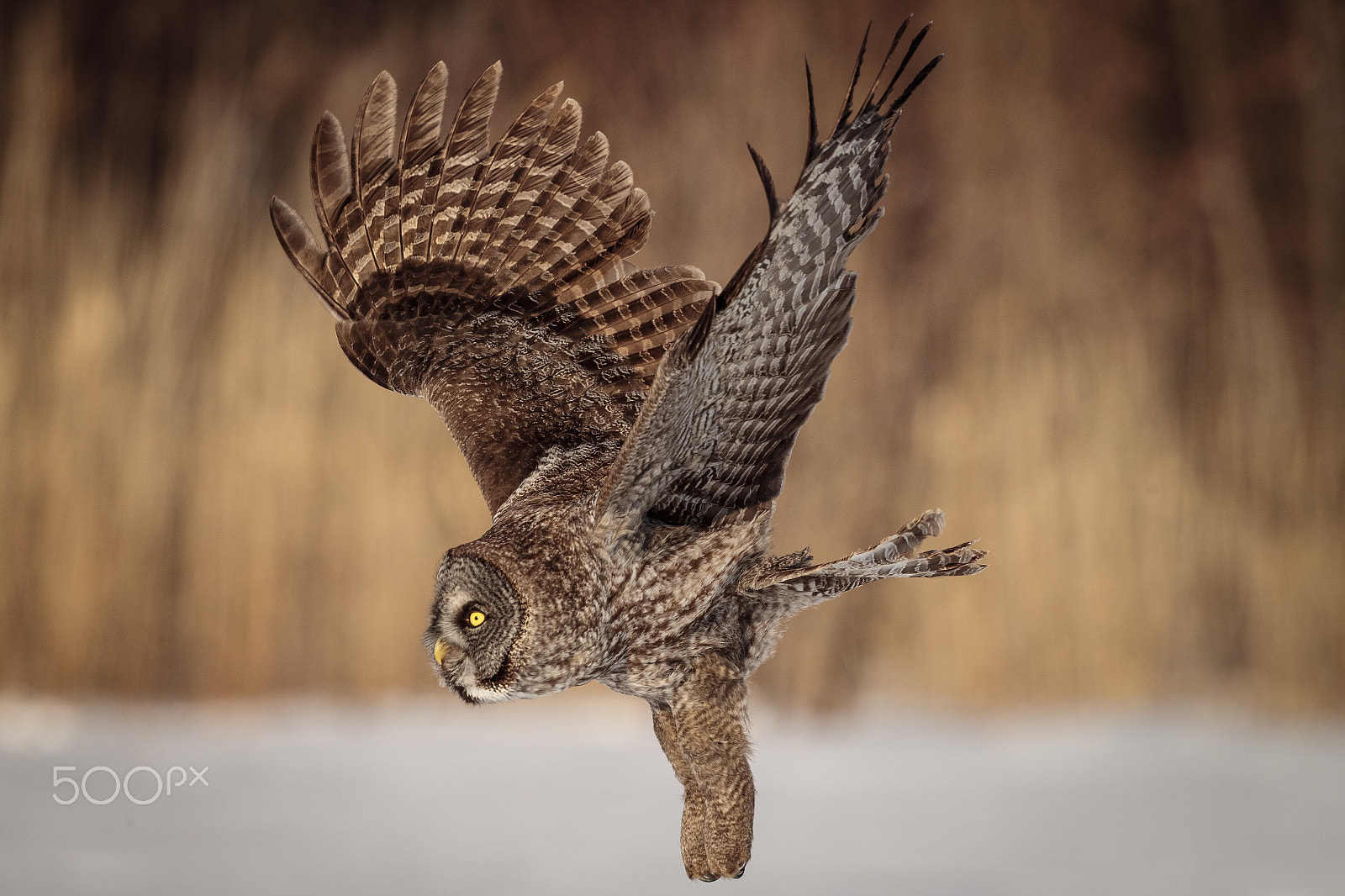 Canon EOS-1D X Mark II + Canon EF 500mm F4L IS II USM sample photo. In flight photography