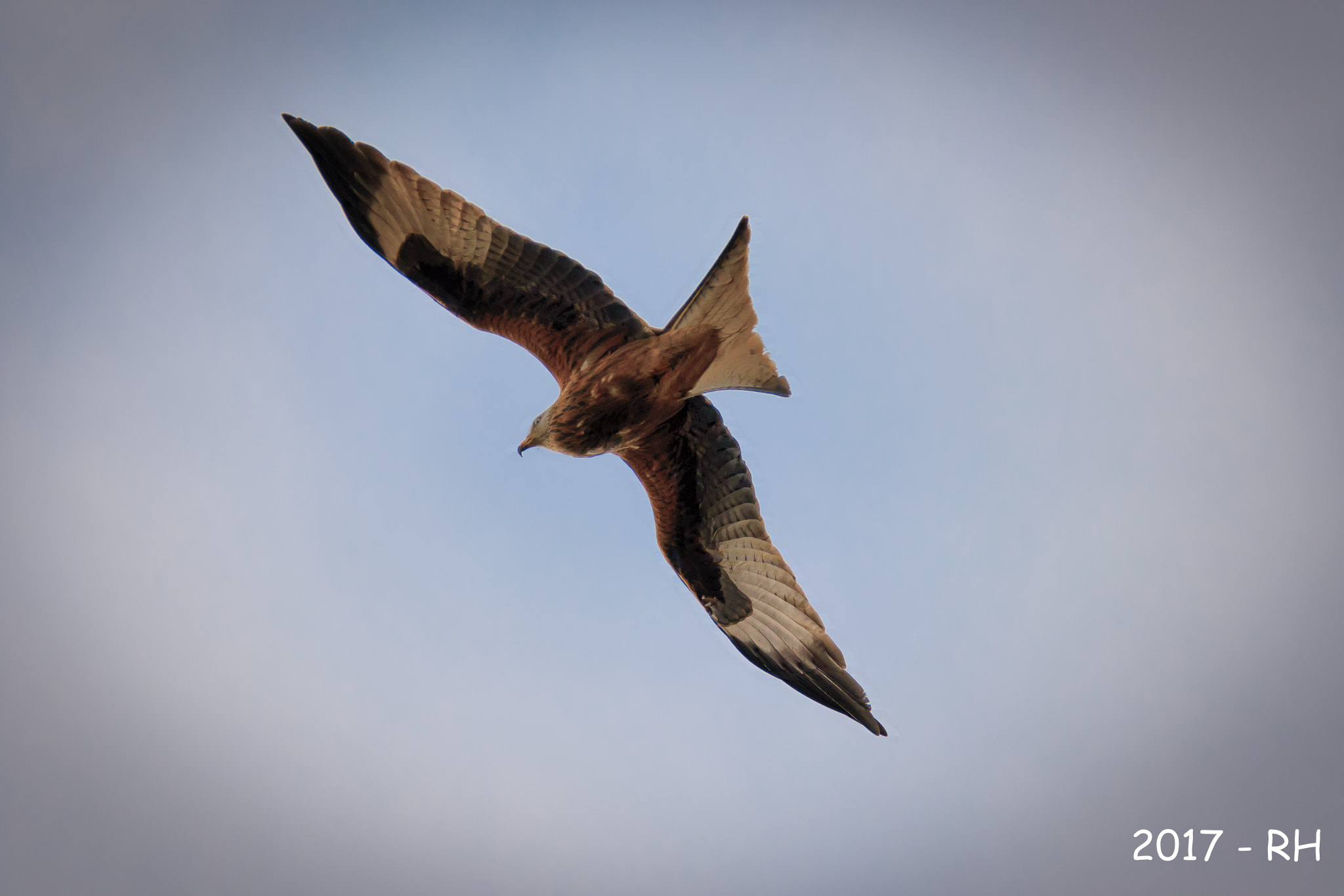 Sigma 150-600mm F5-6.3 DG OS HSM | C sample photo. Red kite photography