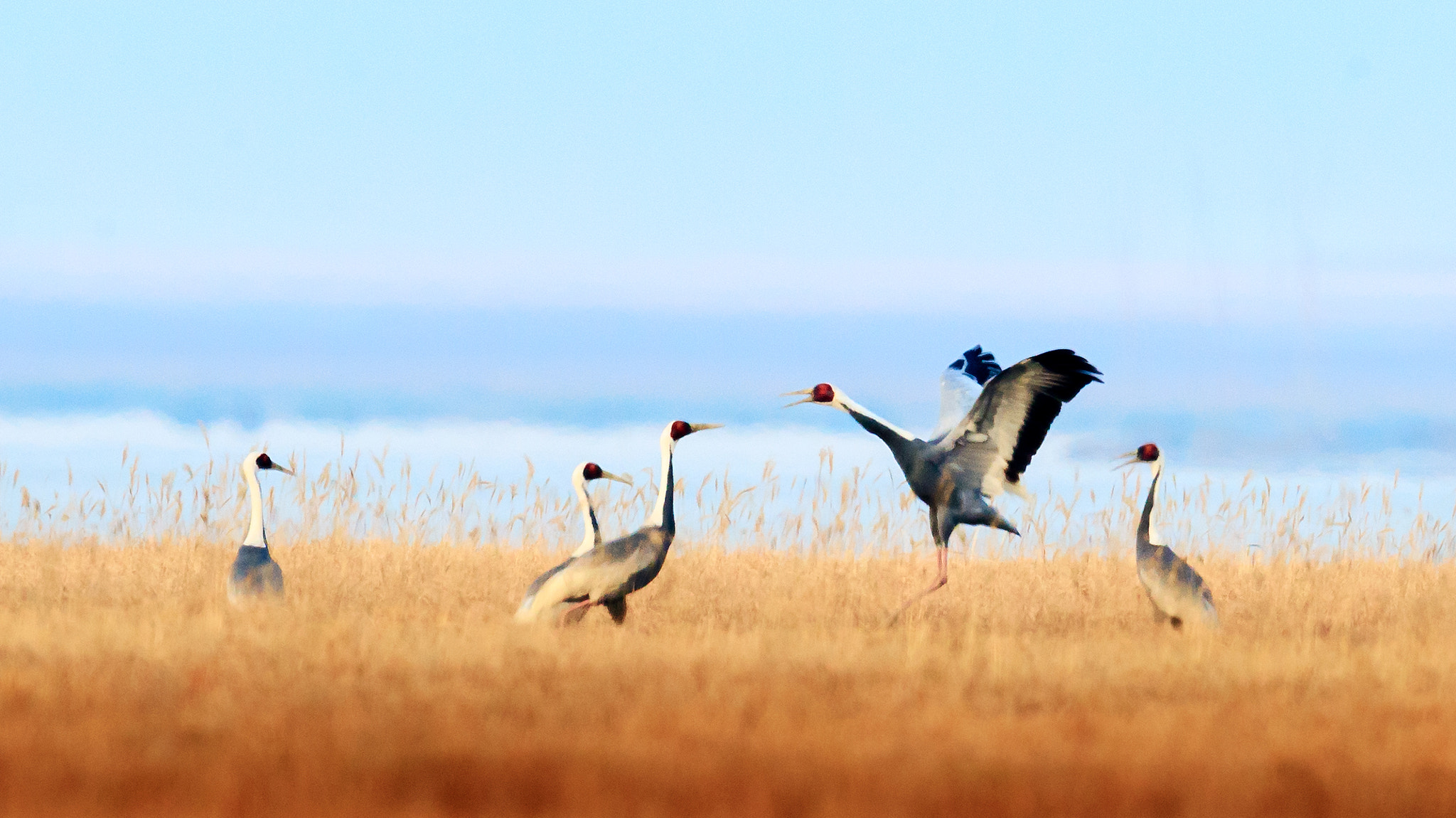 Canon EF 600mm F4L IS II USM sample photo