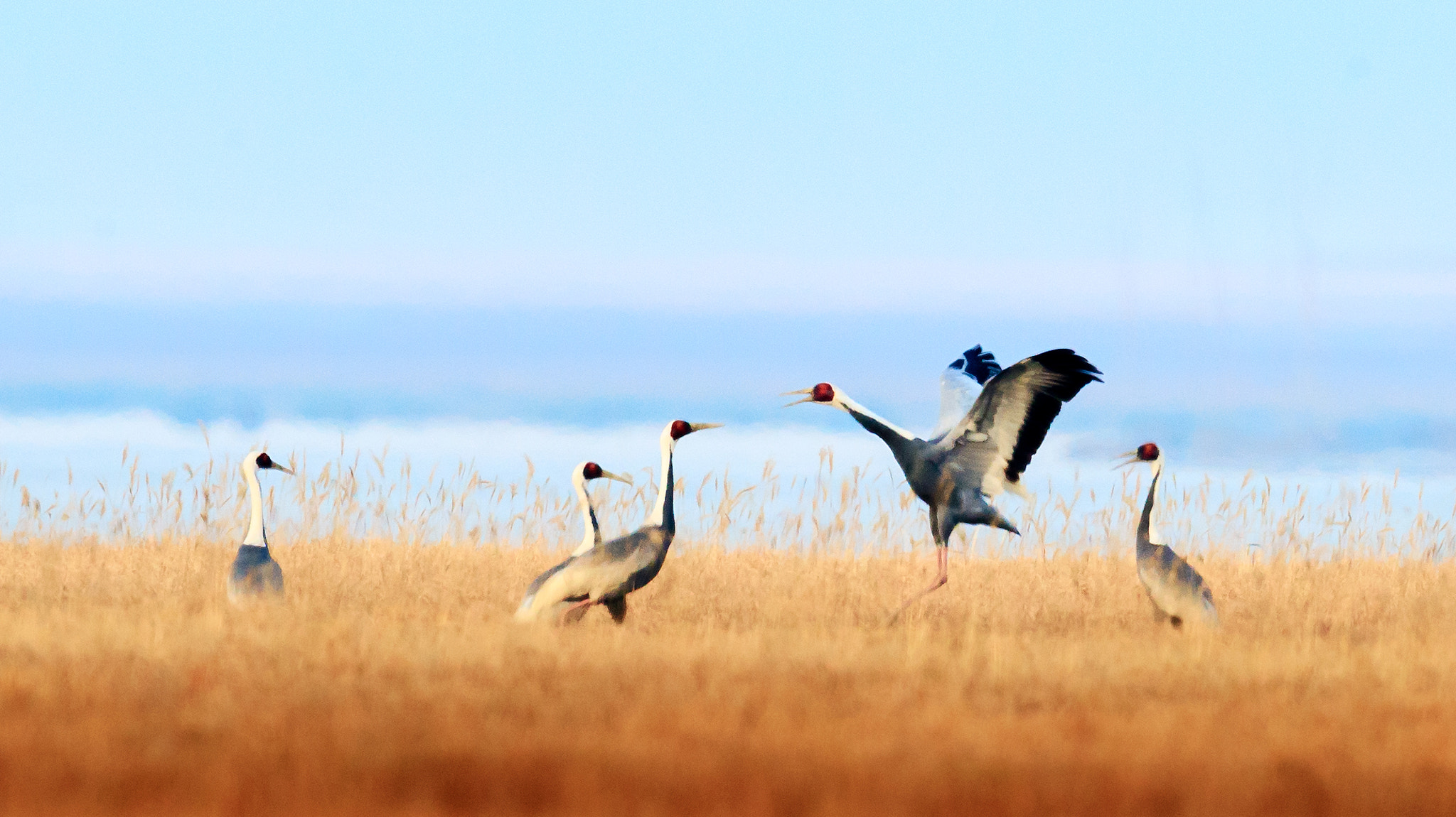 Canon EOS-1D X Mark II + Canon EF 600mm F4L IS II USM sample photo