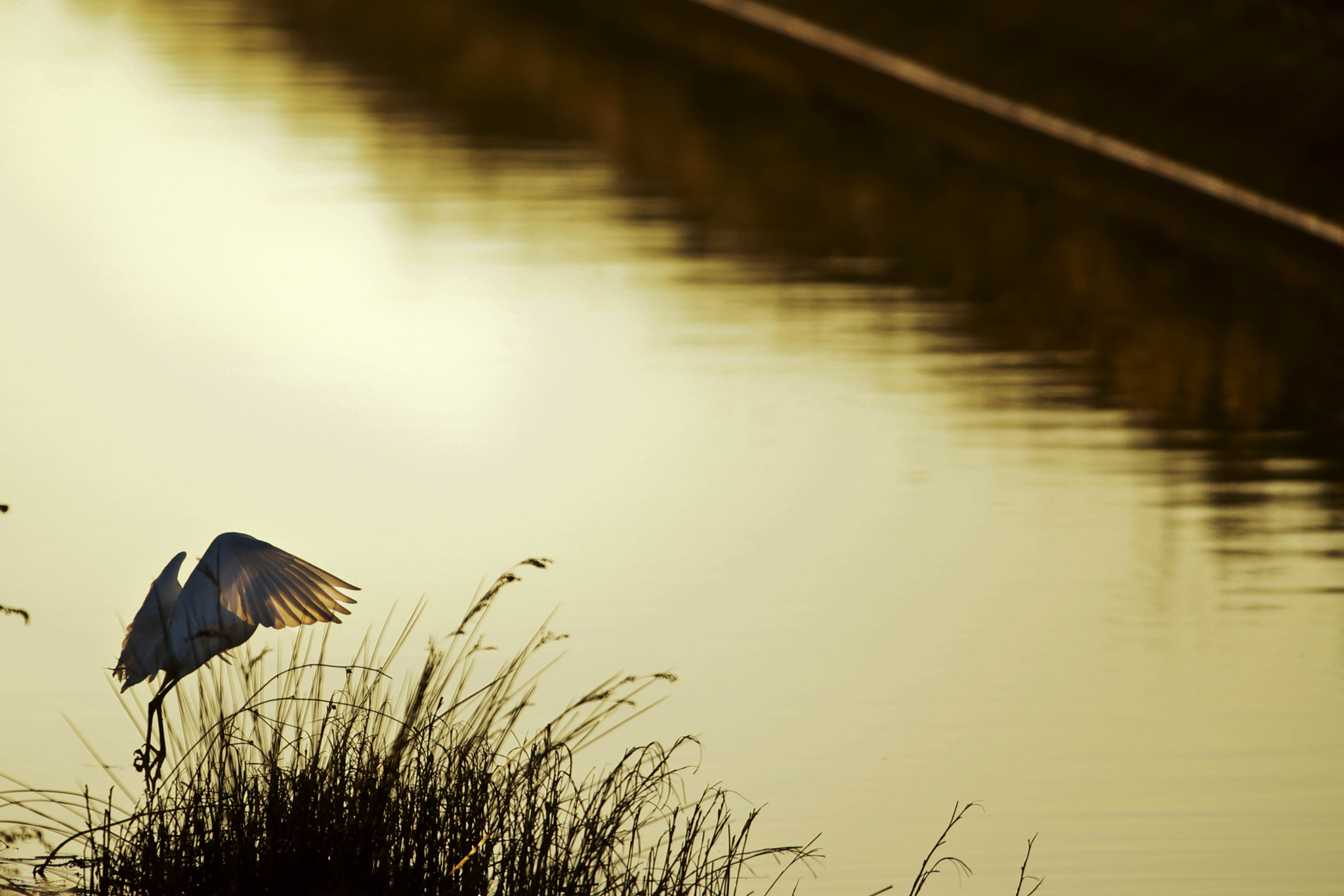 Canon EF 300mm f/2.8L + 1.4x sample photo. Heron backlit photography