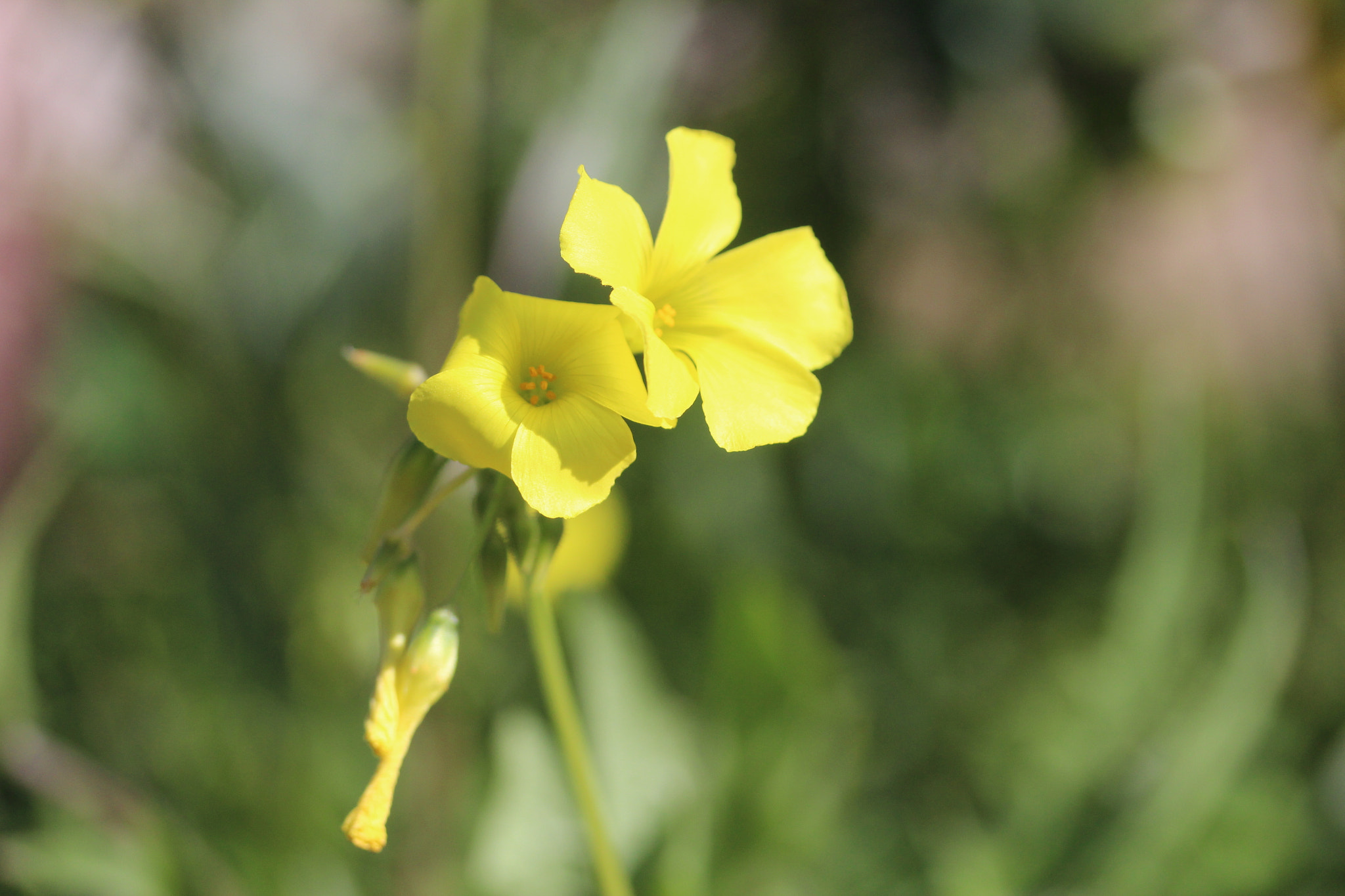 Canon EF-S 60mm F2.8 Macro USM sample photo. Img photography