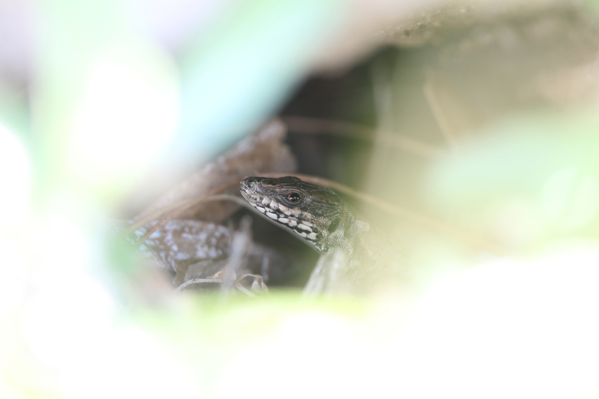 Canon EF-S 60mm F2.8 Macro USM sample photo. Img photography