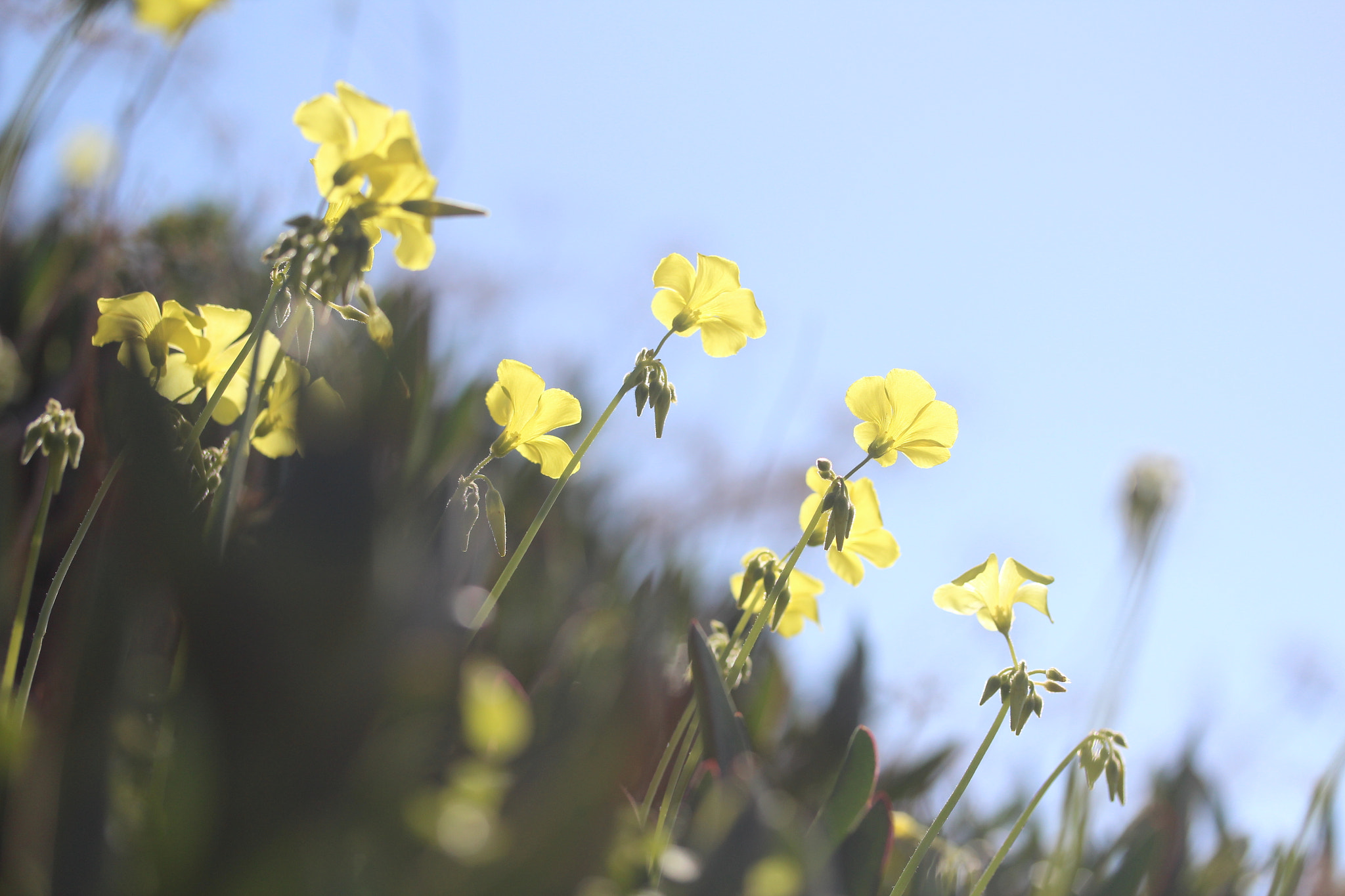 Canon EF-S 60mm F2.8 Macro USM sample photo. Img photography