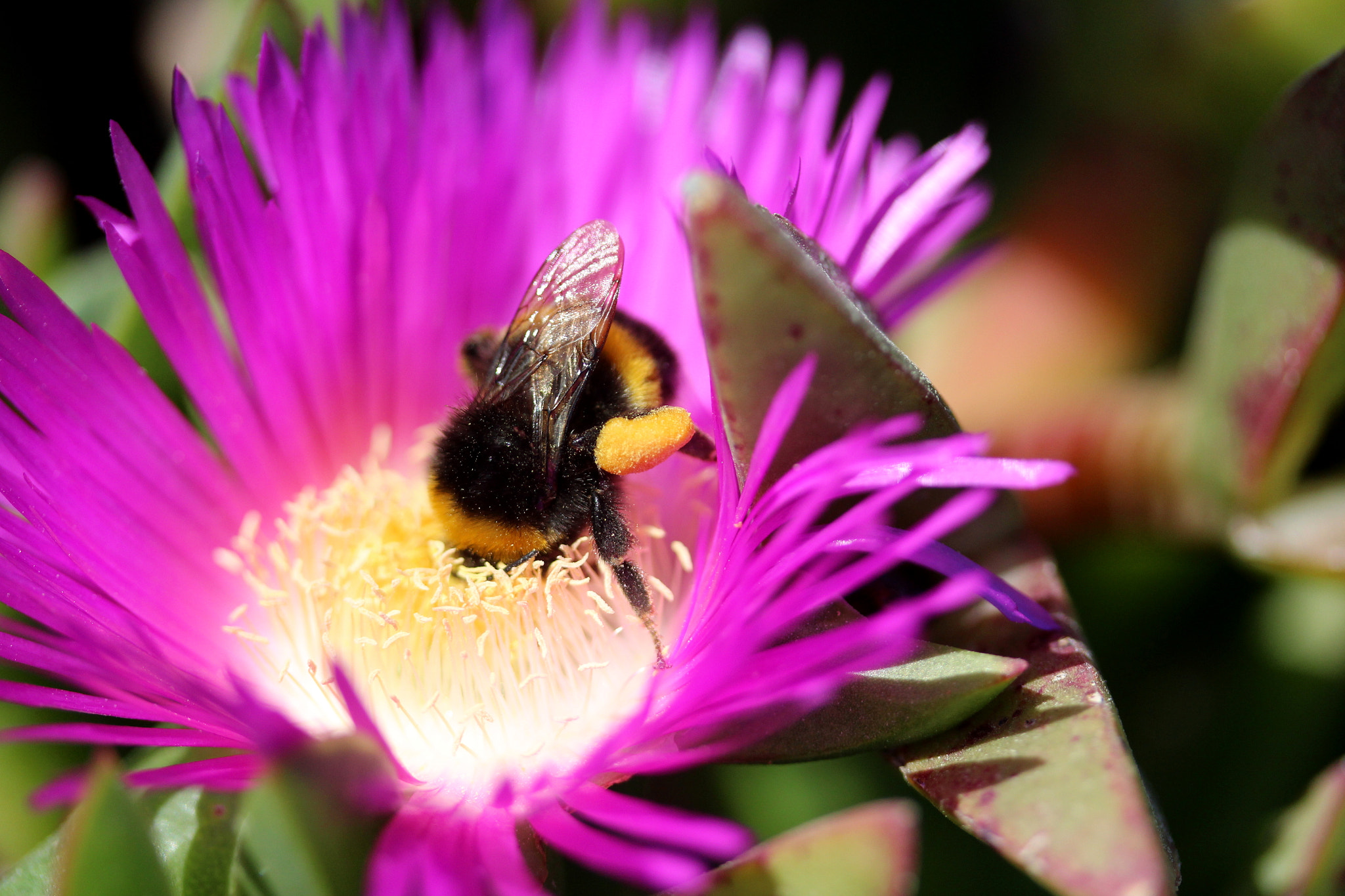 Canon EF-S 60mm F2.8 Macro USM sample photo. Img photography