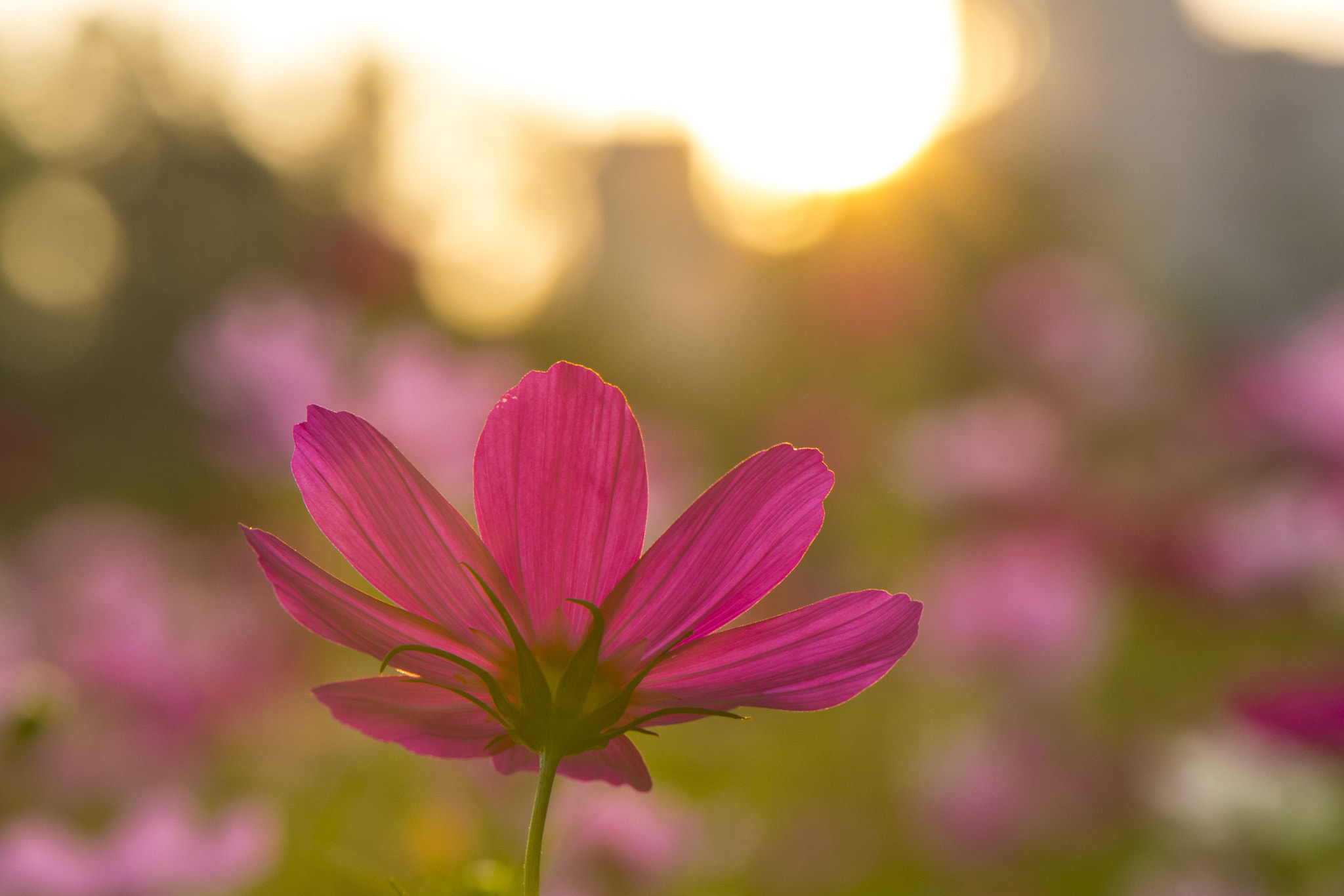 Nikon AF-S Micro-Nikkor 105mm F2.8G IF-ED VR sample photo. 夕陽下的波斯菊 photography