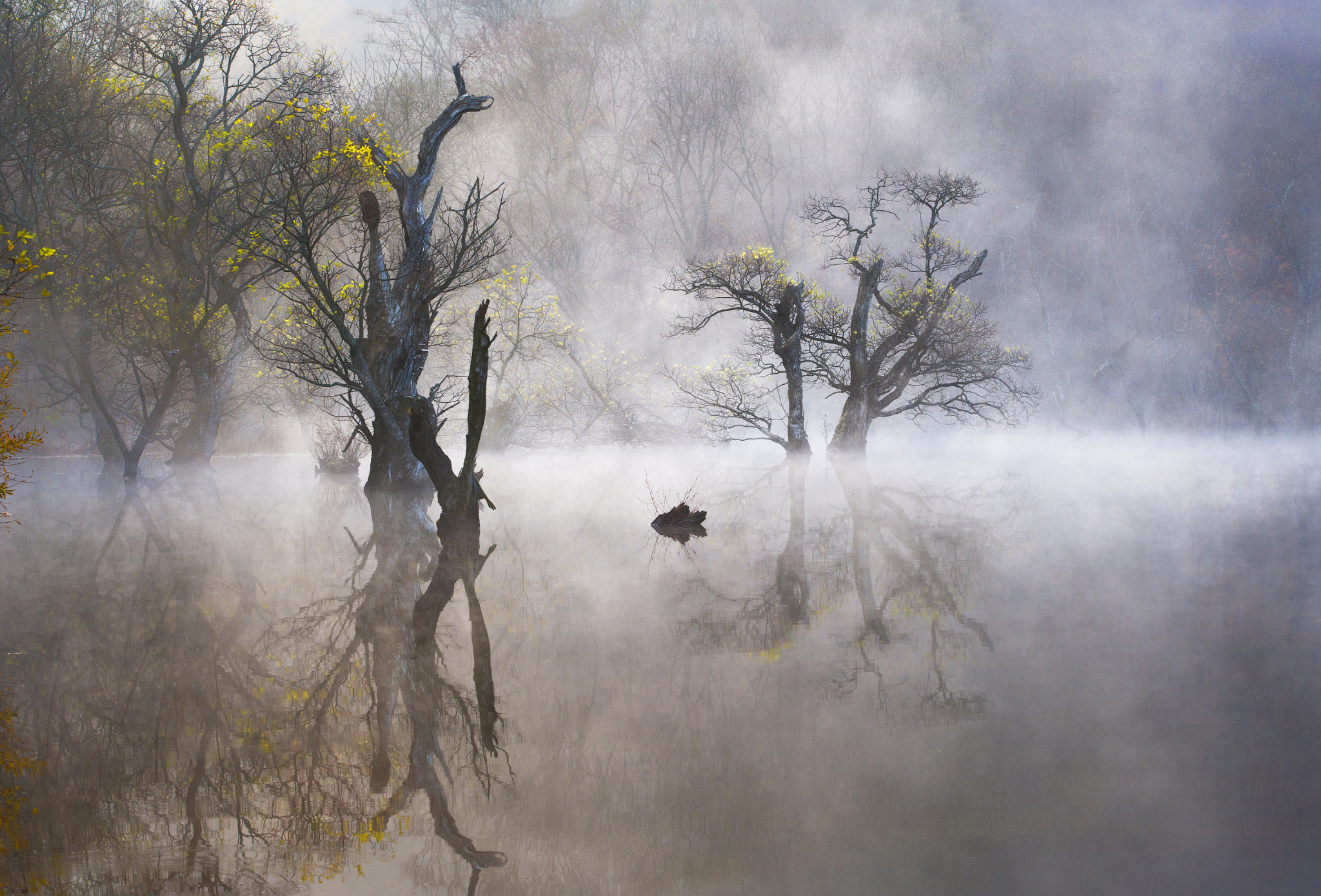 Canon EOS-1Ds Mark II sample photo. Trees in fog photography