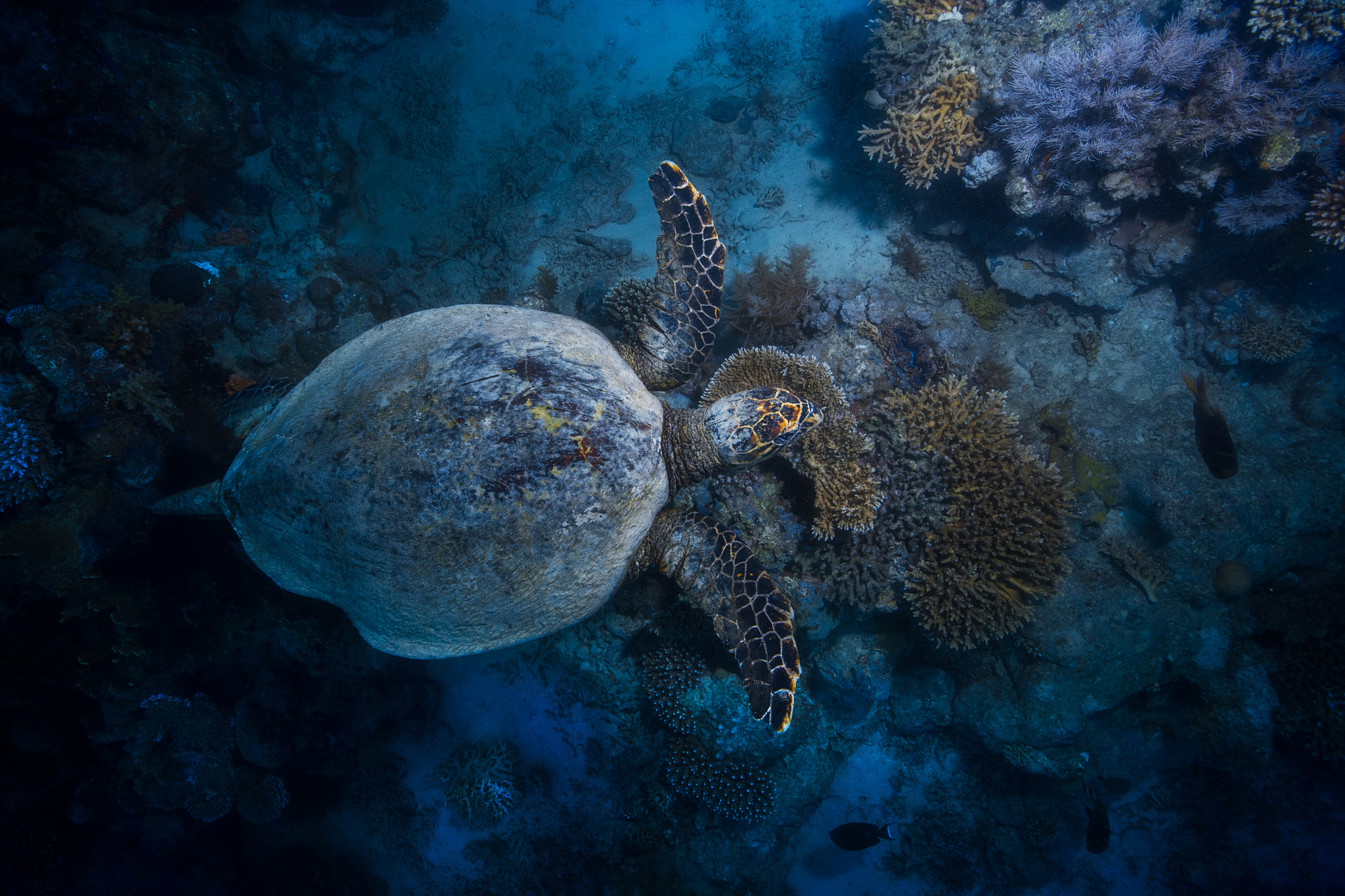 Canon EOS 5DS sample photo. Hawksbill sea turtle photography