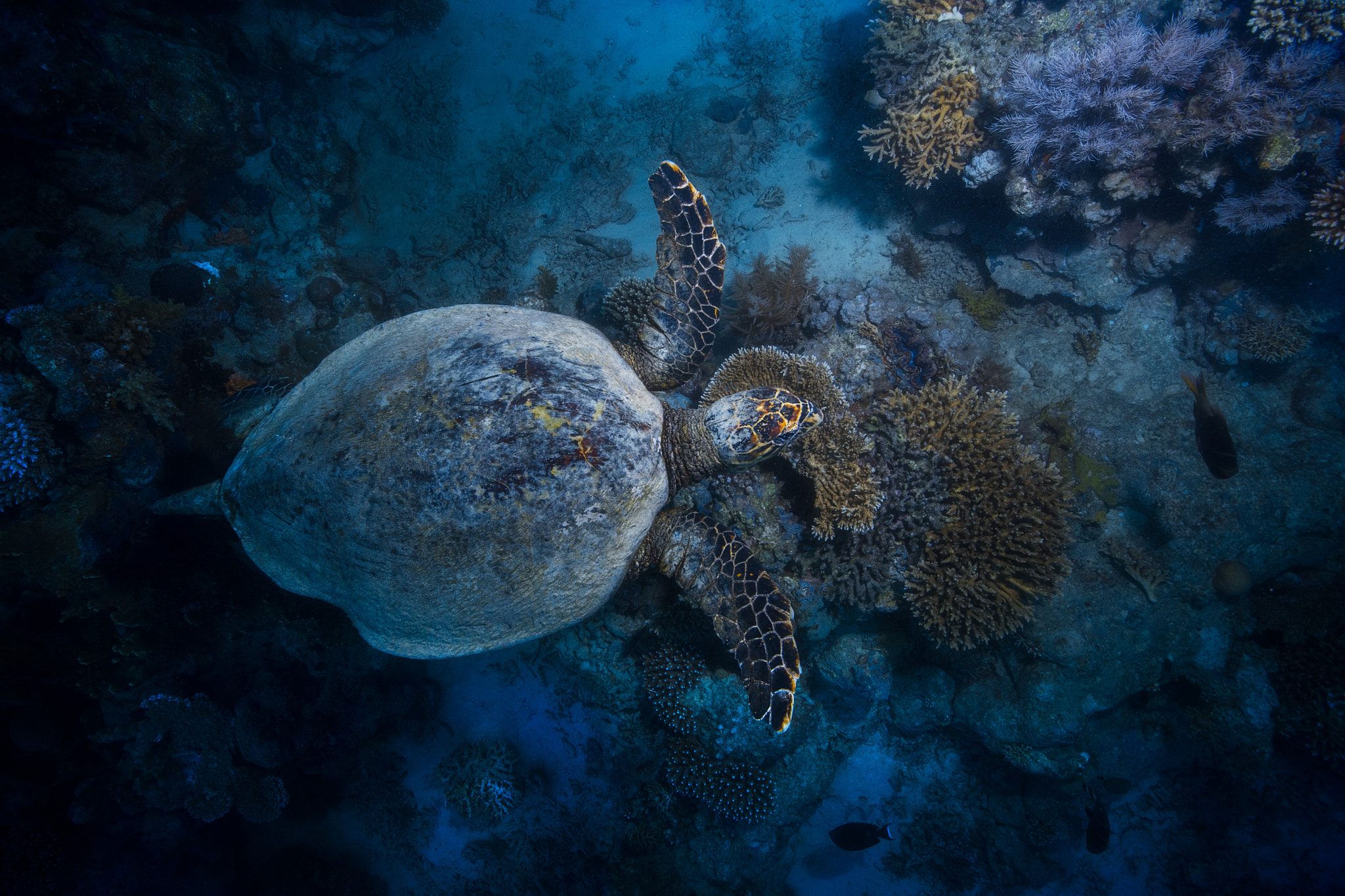 Canon EF 16-35mm F2.8L II USM sample photo. Hawksbill sea turtle photography