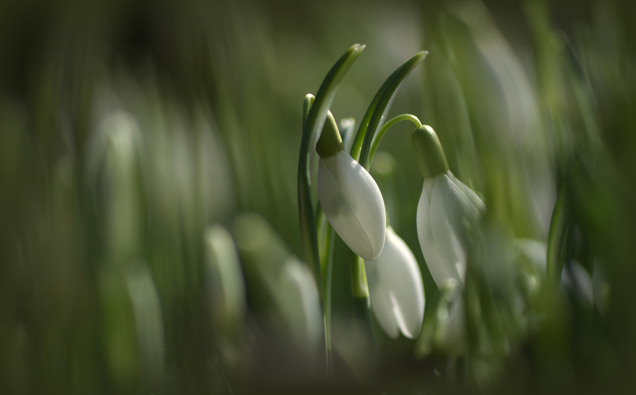 smc PENTAX-FA MACRO 100mm F3.5 sample photo. °spring.secrets° photography