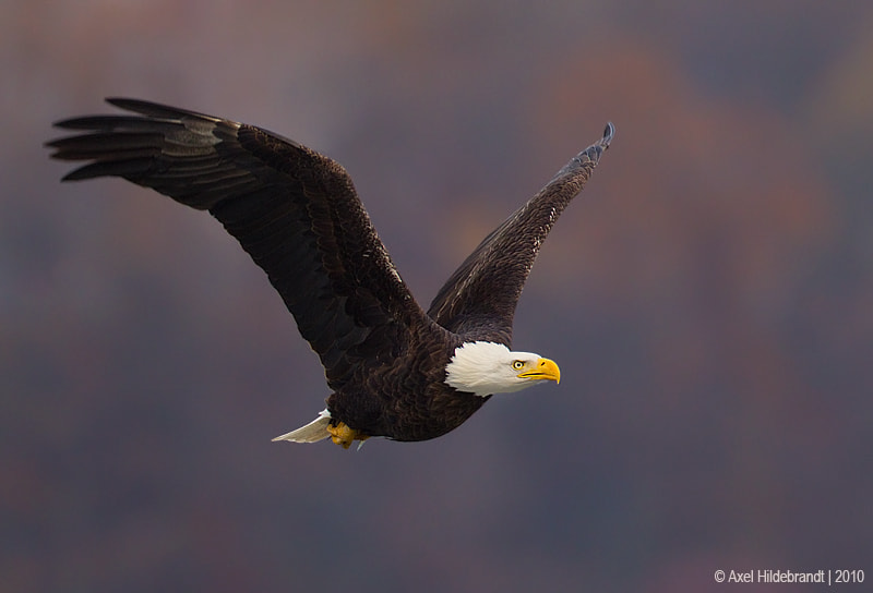 Canon EF 500mm F4L IS USM sample photo. Bald eagle photography