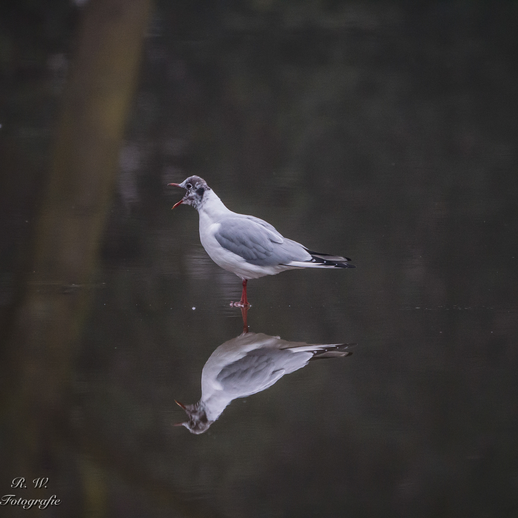 Panasonic DMC-G81 + LEICA DG 100-400/F4.0-6.3 sample photo. Spiegelung photography