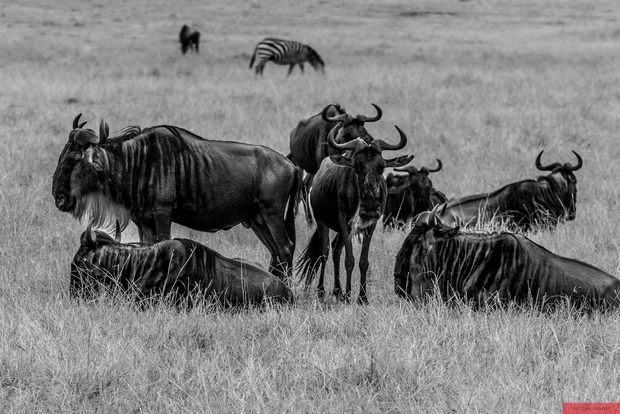Canon EOS 7D Mark II sample photo. The wildebeests of masai mara photography