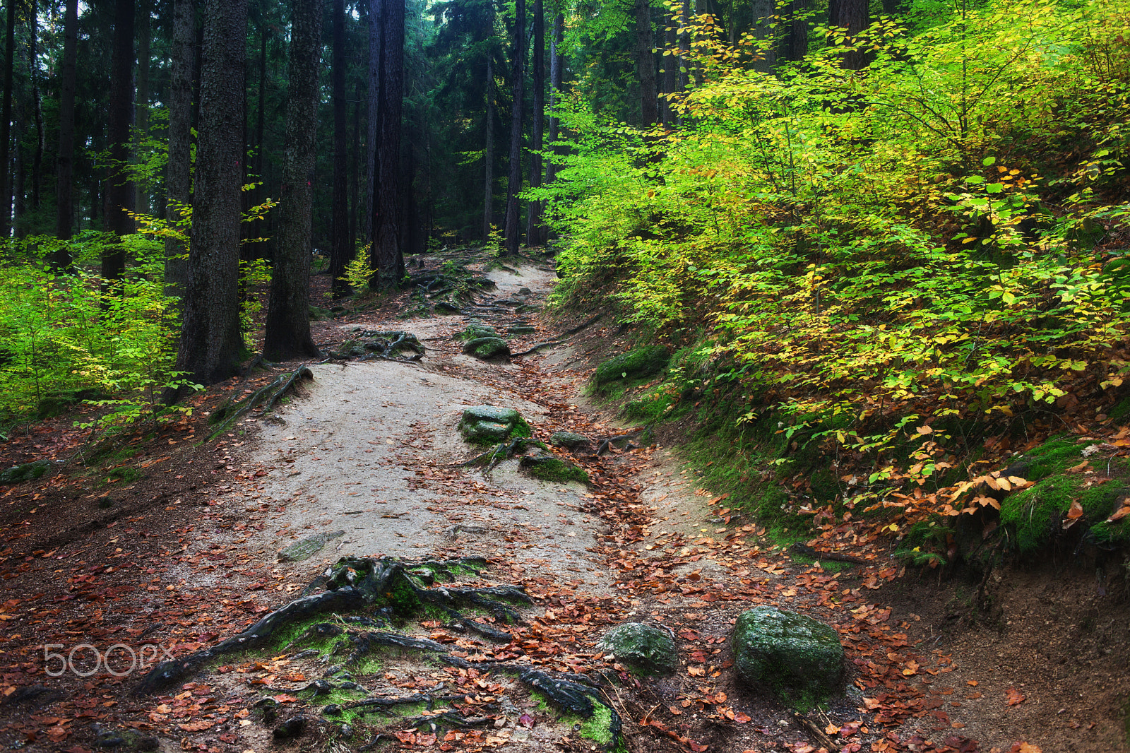 Canon EOS 5D Mark II + Canon EF 35mm F2 sample photo. Footpath in early autumn mountain forest photography
