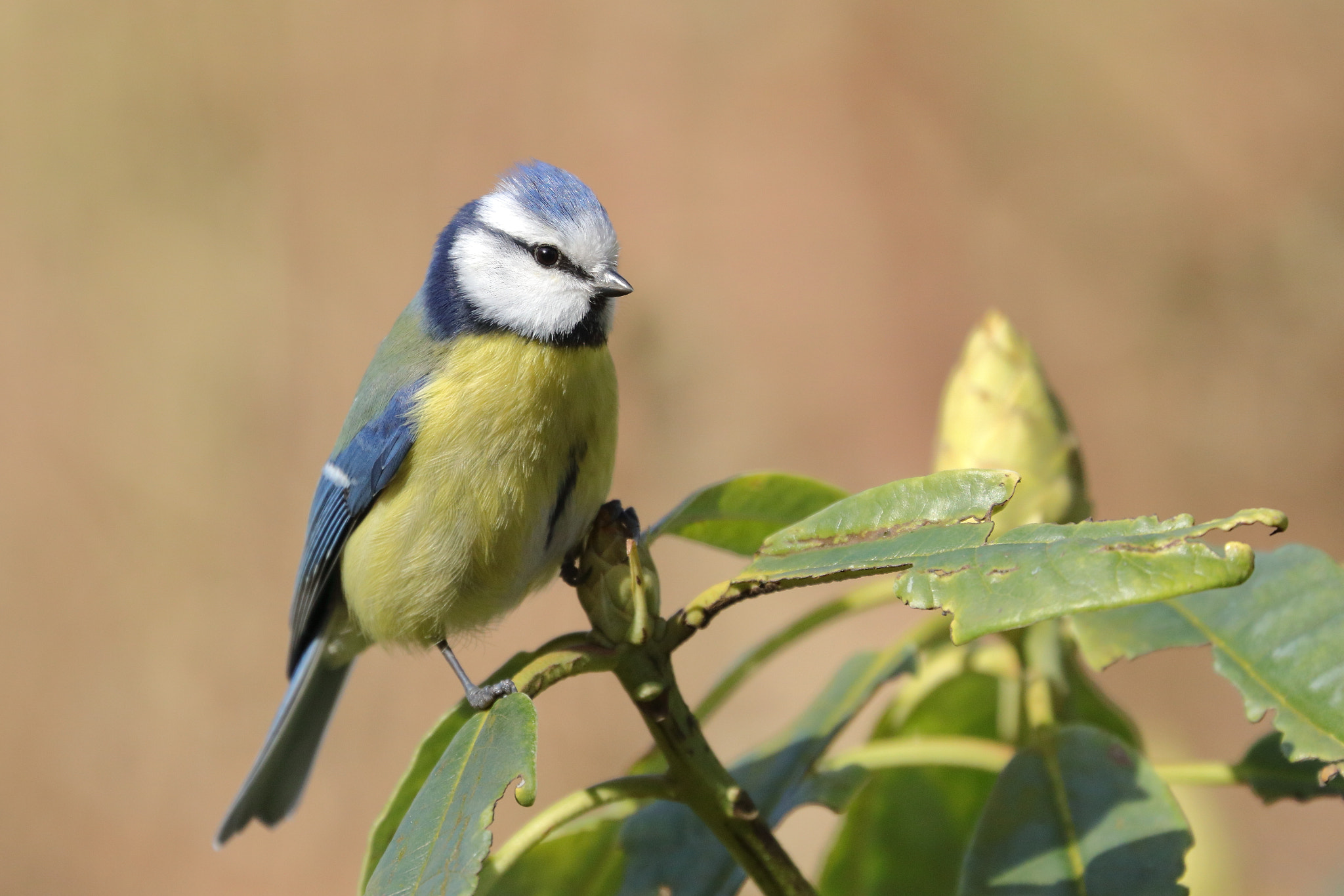 Canon EOS 80D + Canon EF 70-300mm F4-5.6L IS USM sample photo. Blue tit photography