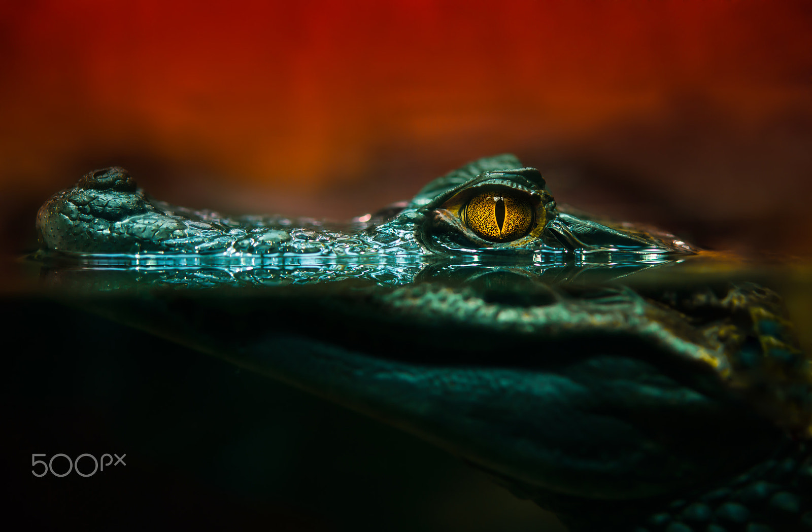 Nikon D800 sample photo. Crocodile alligator close up photography