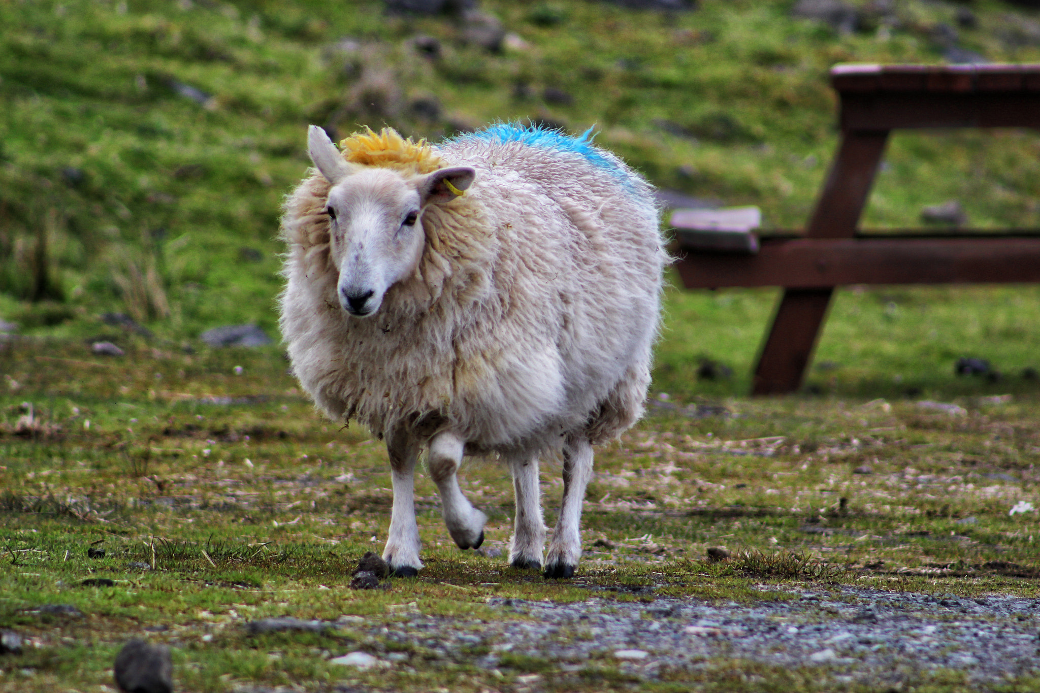 Canon EOS 100D (EOS Rebel SL1 / EOS Kiss X7) + EF75-300mm f/4-5.6 sample photo. Sheep photography