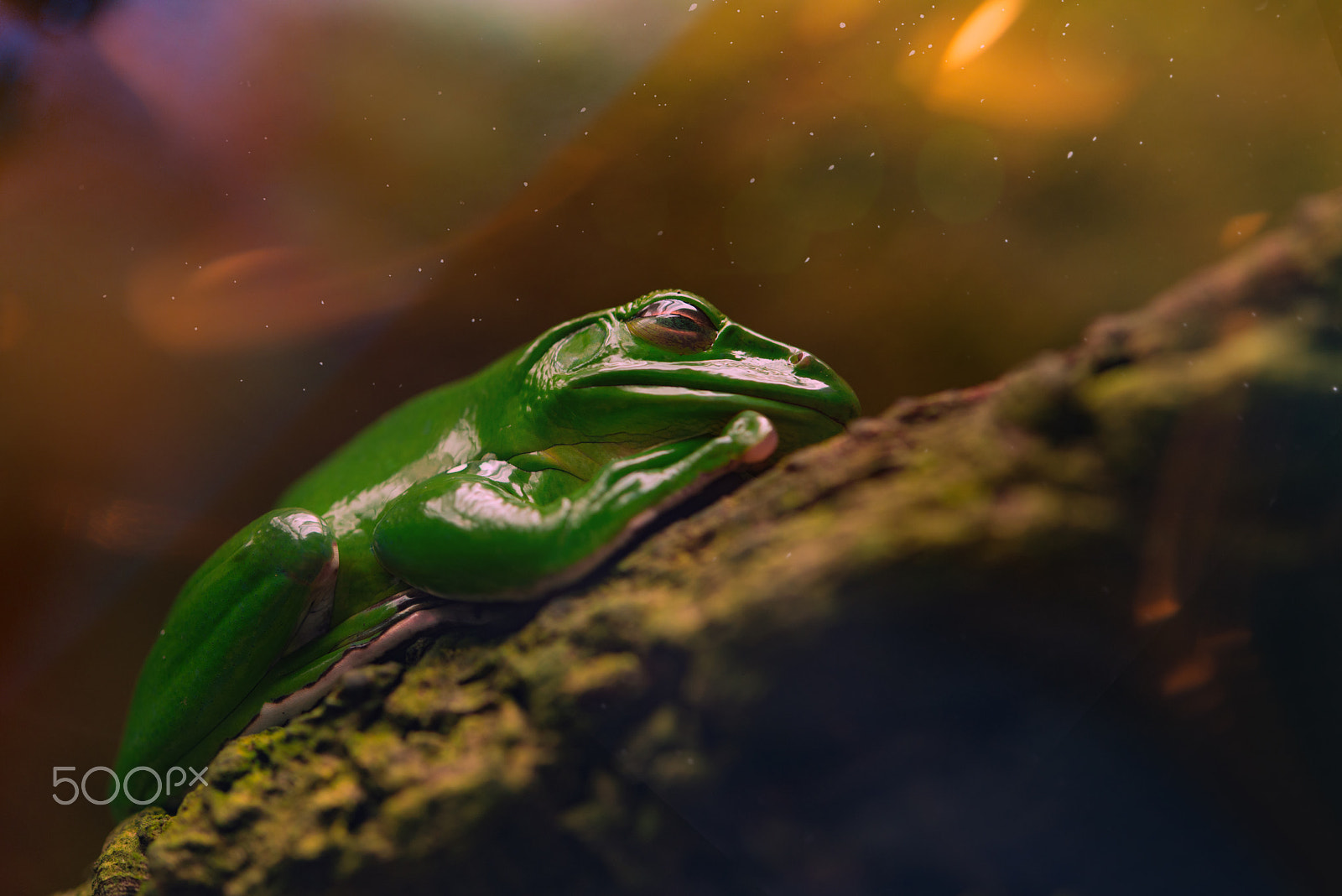Nikon D800 sample photo. Sleeping green frog, the australian green tree frog,close-up photography