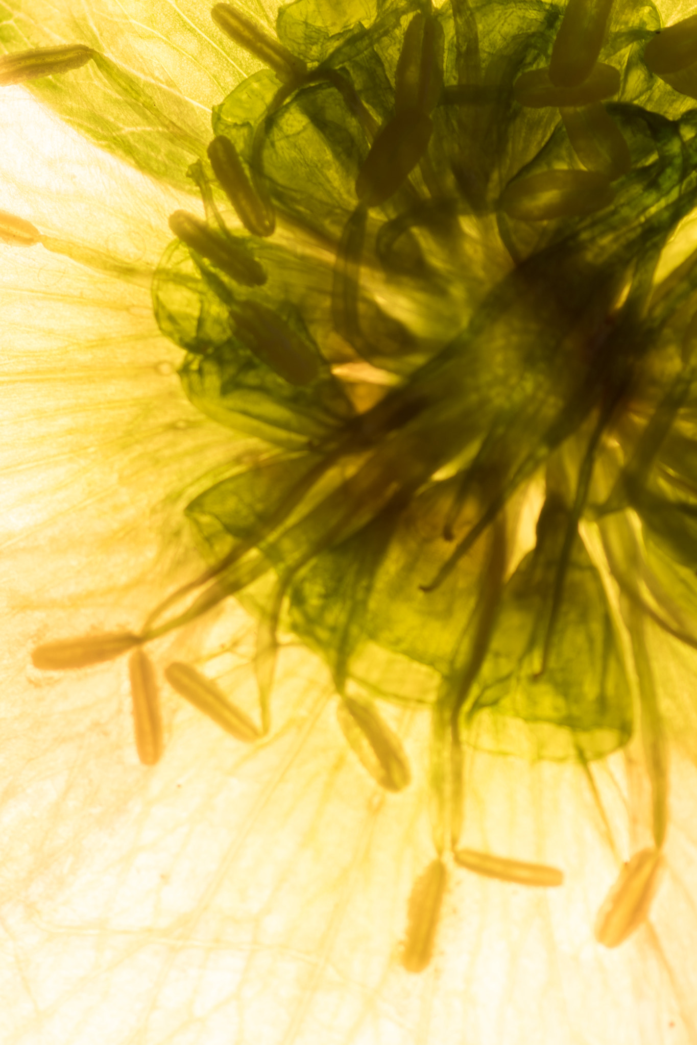 Nikon D500 sample photo. Spring flowers photography