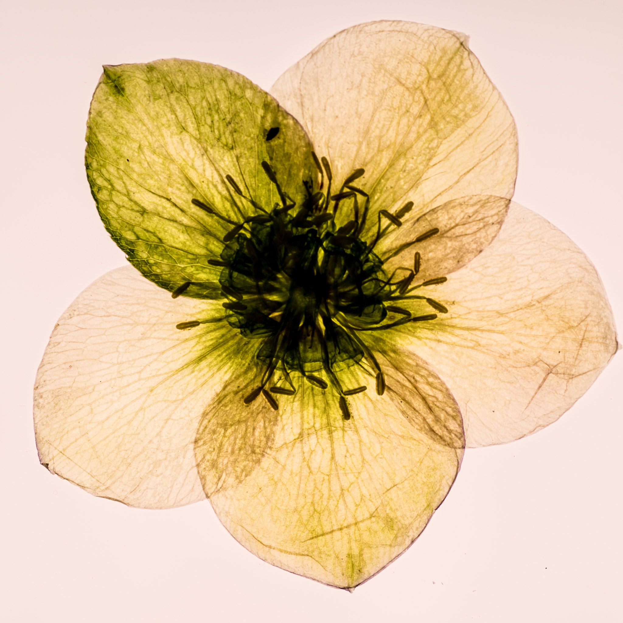 Nikon D500 sample photo. Spring flowers photography