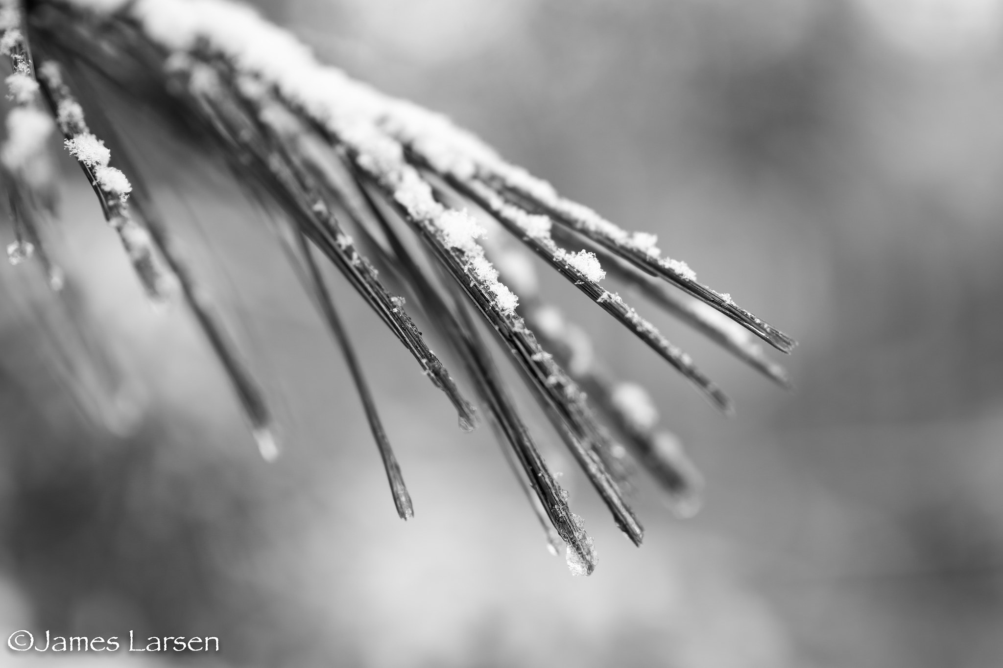 Canon EOS 6D + Tamron SP 45mm F1.8 Di VC USD sample photo. B&w pine needles with snow photography