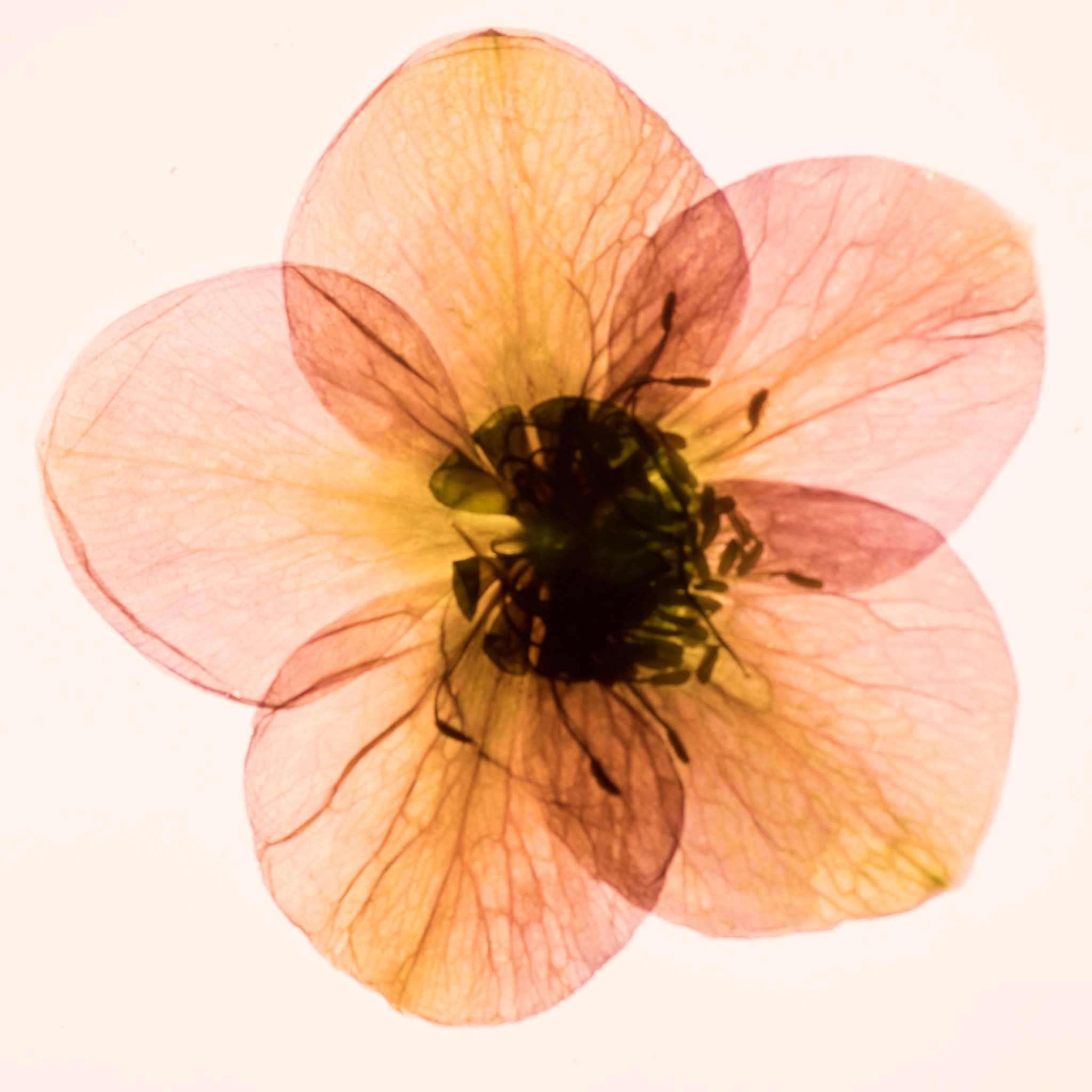 Nikon D500 sample photo. Spring flowers photography
